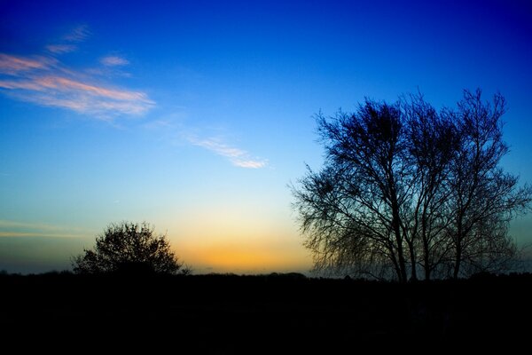 Baum und gefiederte Wolken am Ende des Tages