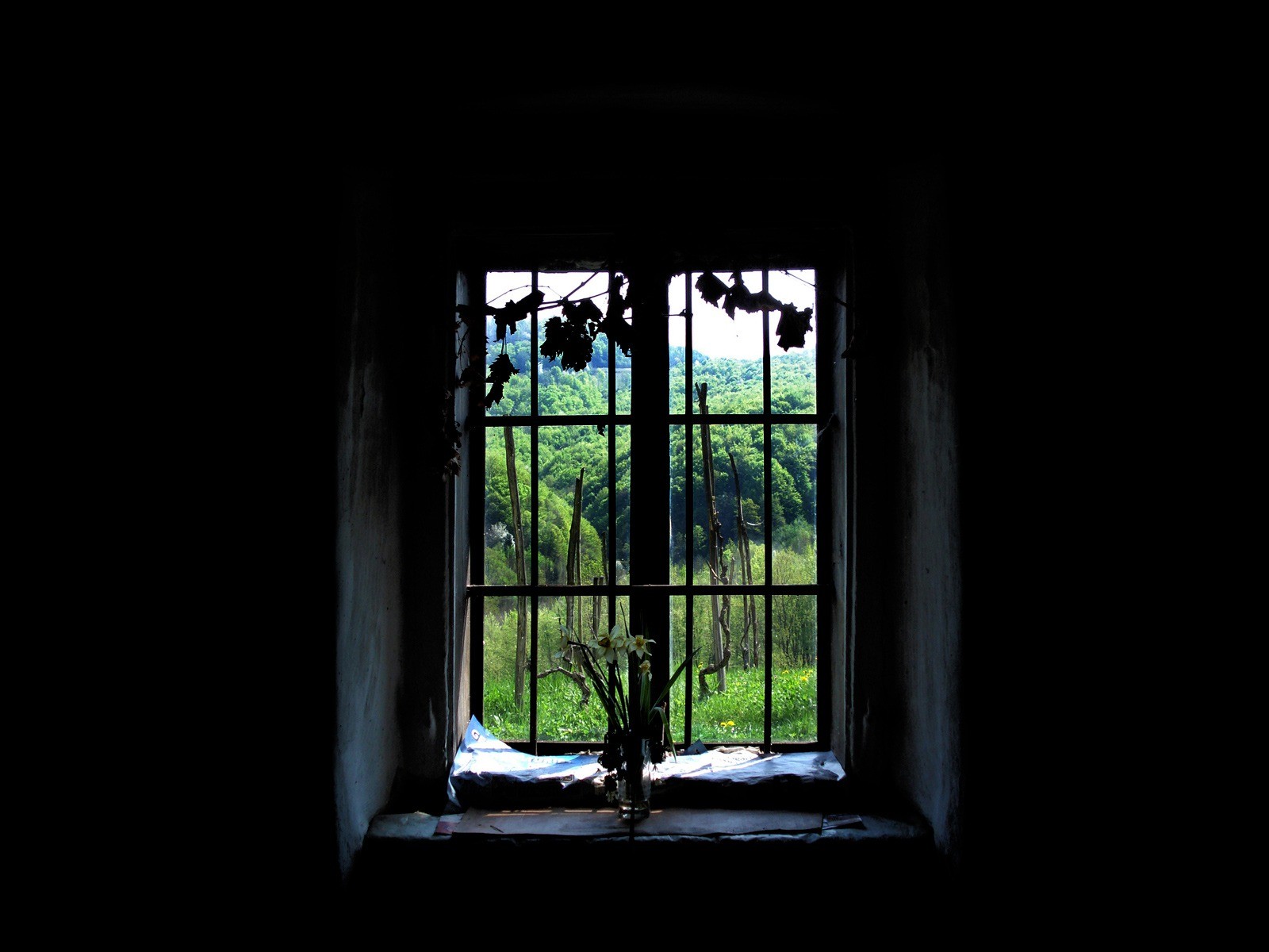 window black background forest