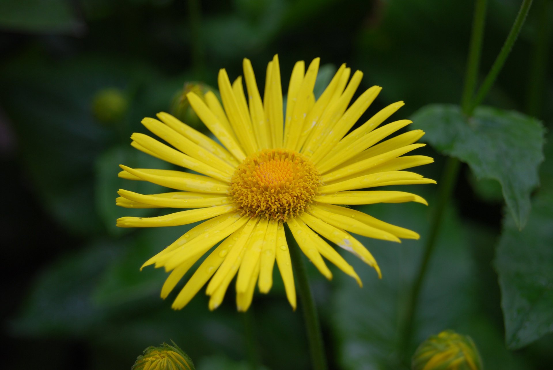 yellow flower flower nature