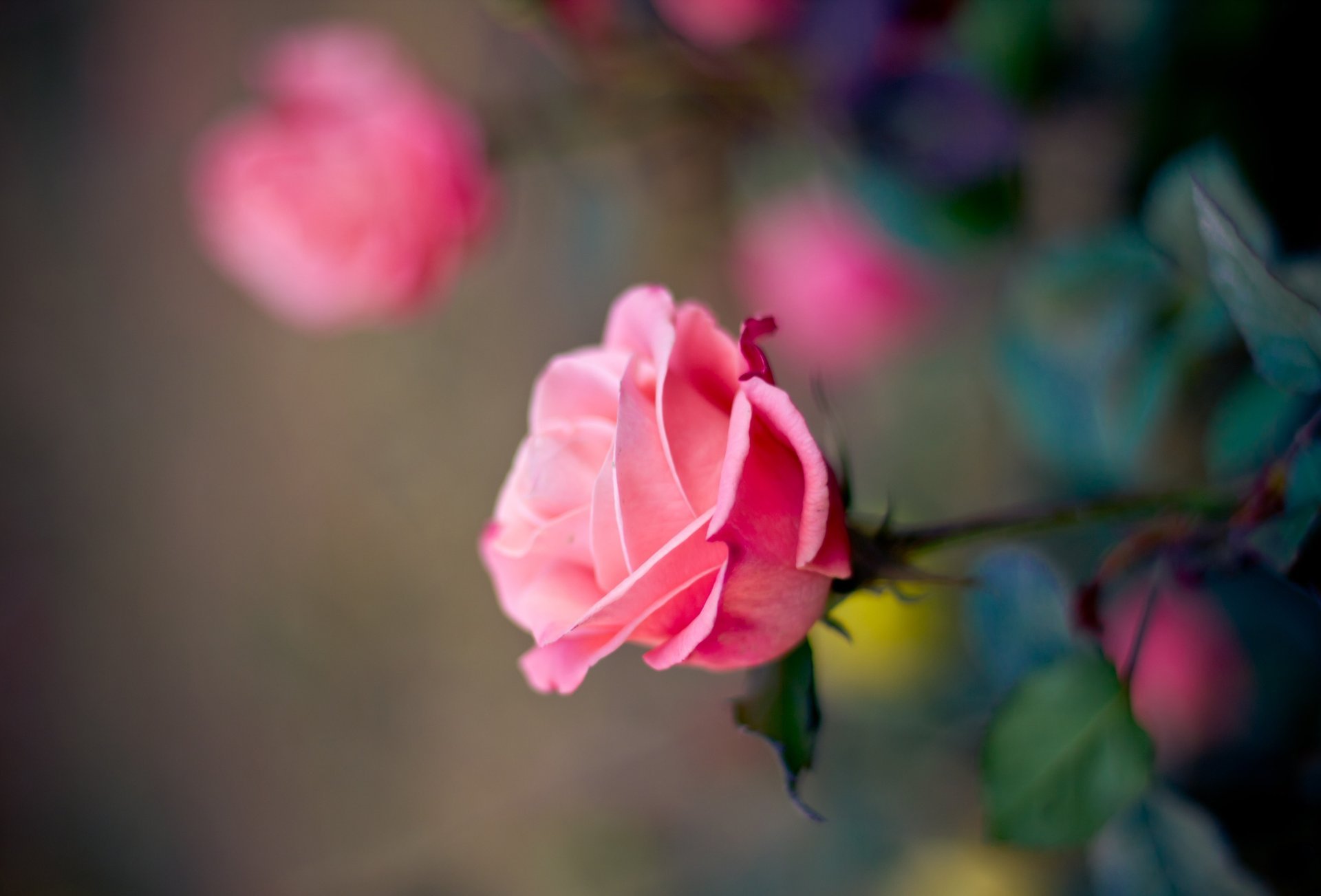 rosa petali sfocatura fiore bocciolo rosa