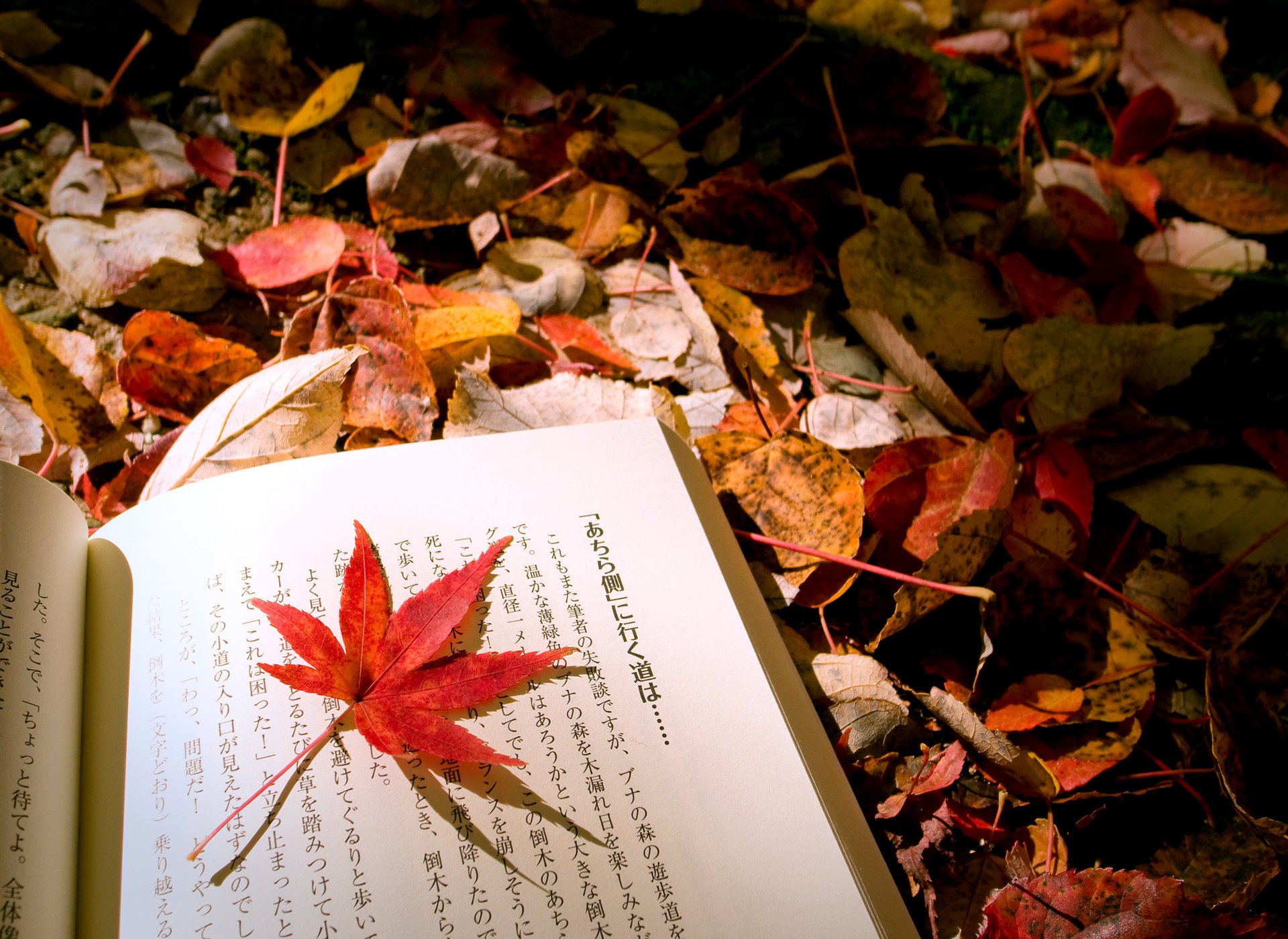 gros plan feuillage mélange livre feuille automne japonais