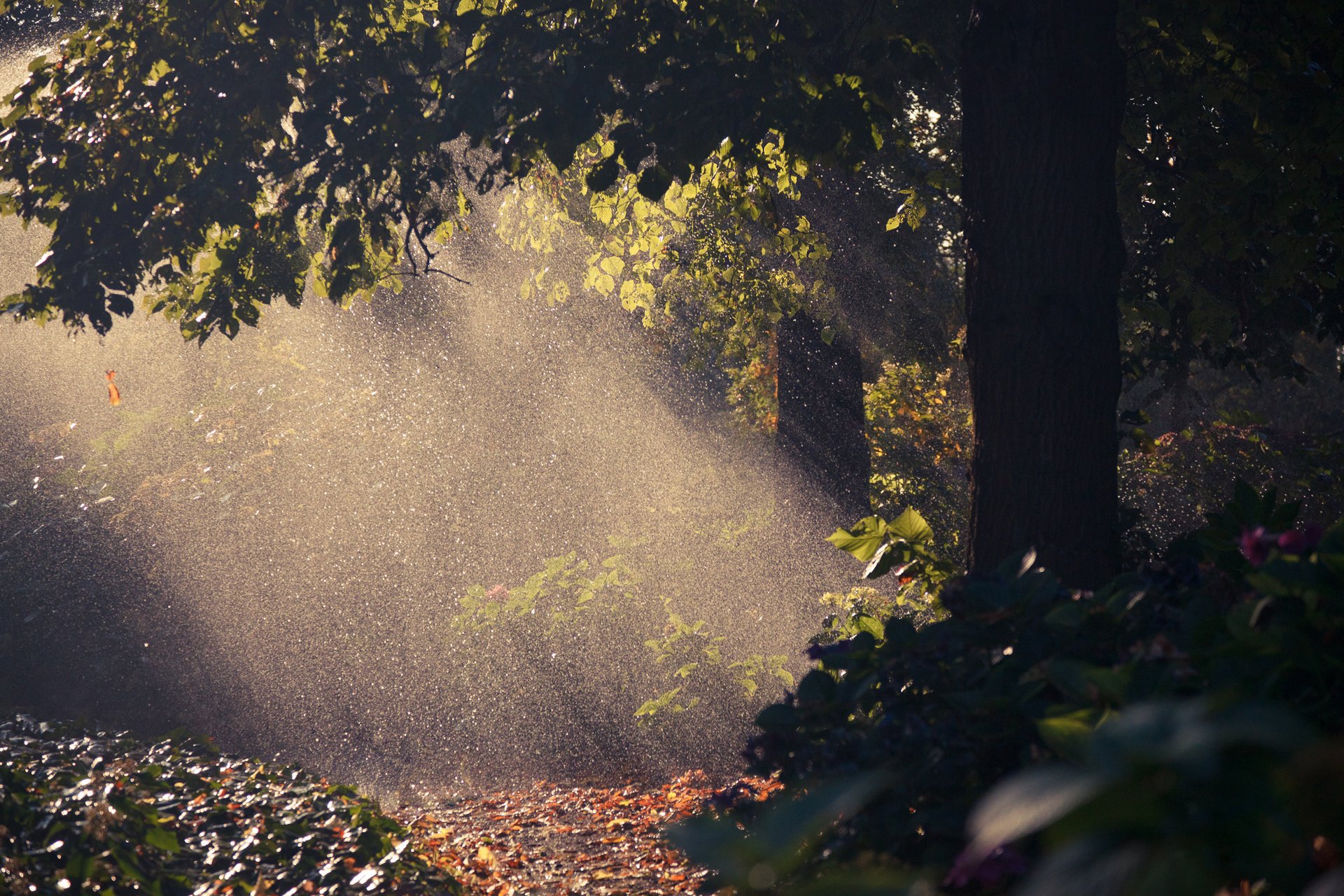 nature pluie gouttes lumière arbre feuillage automne