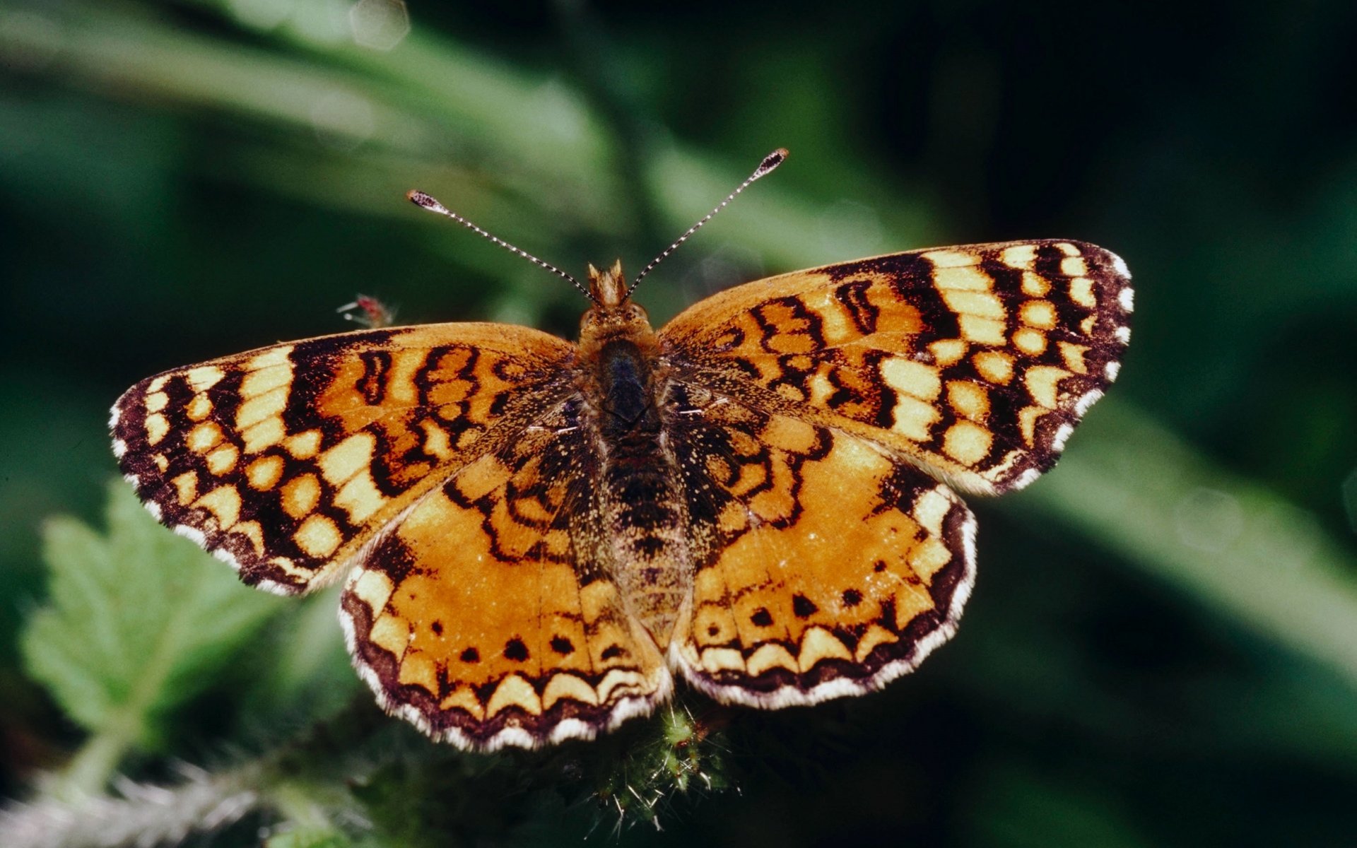 mariposa macro fondo verde