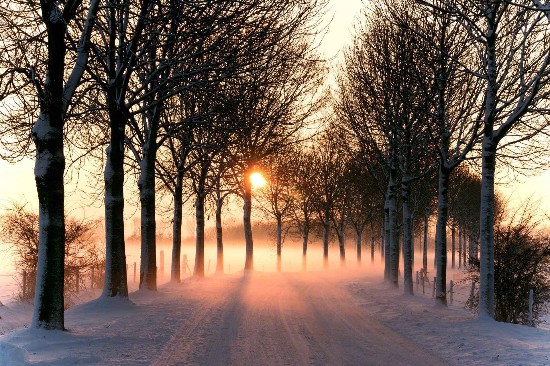 nature hiver soleil route lumière arbres