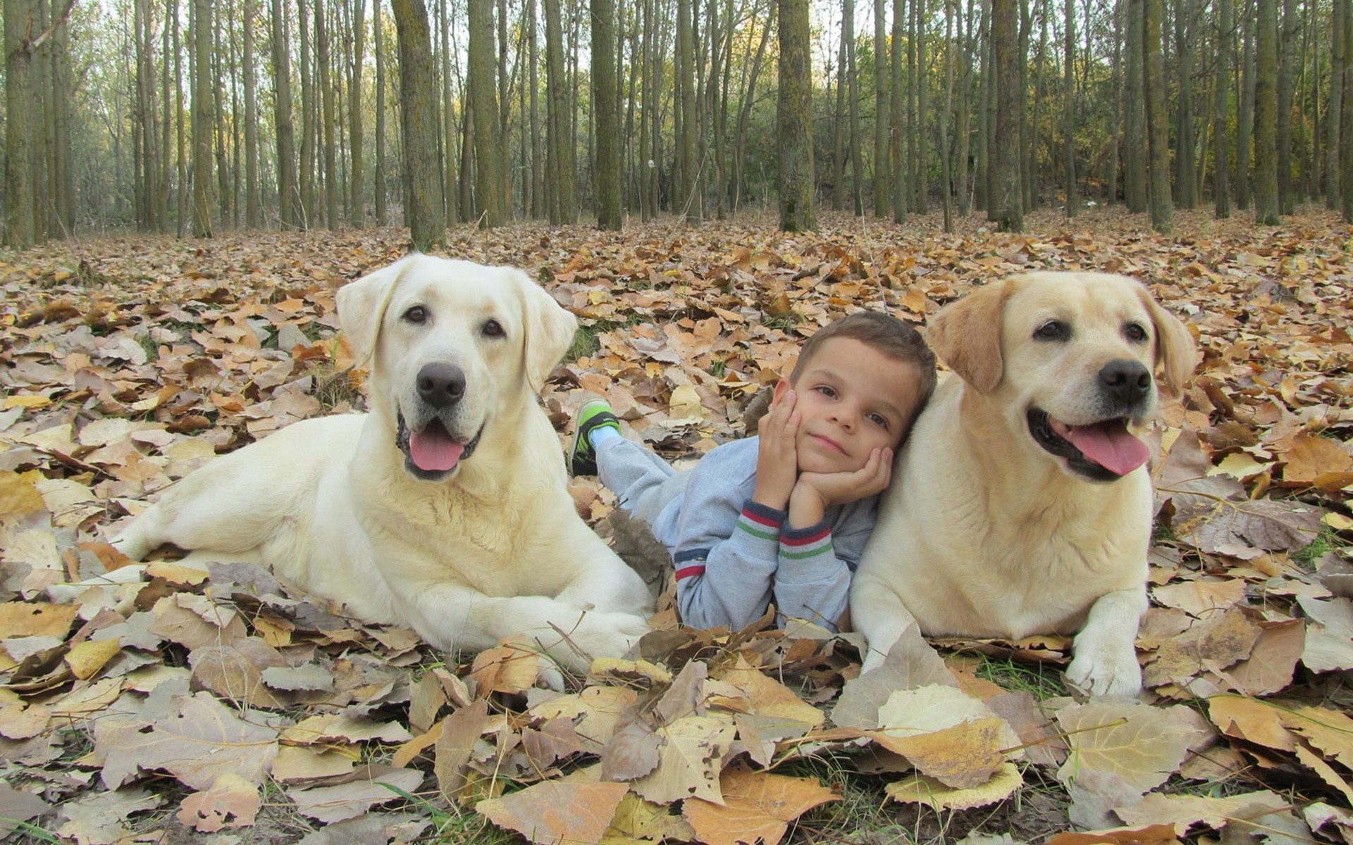 autumn dog boy