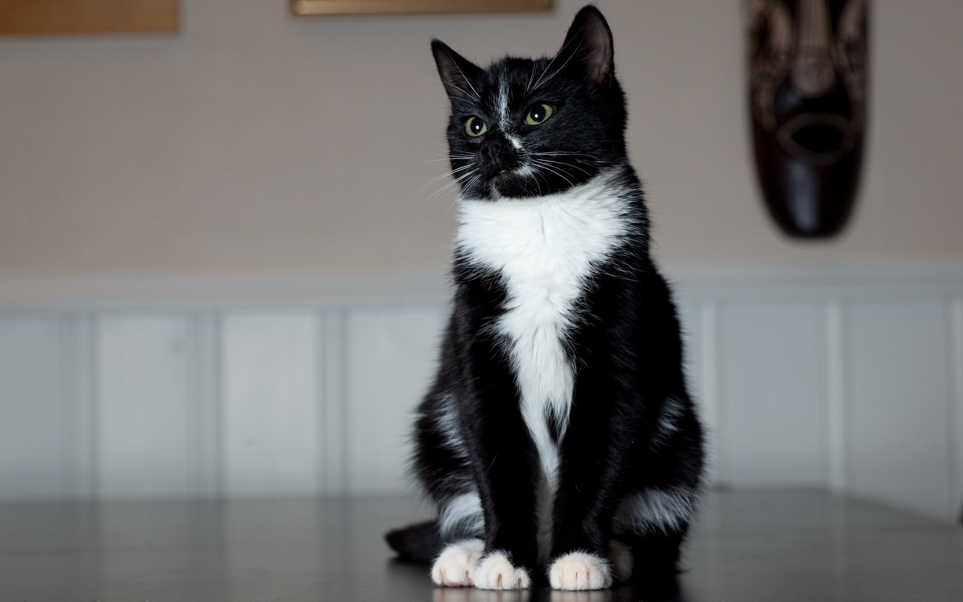 cat sitting legs black and white