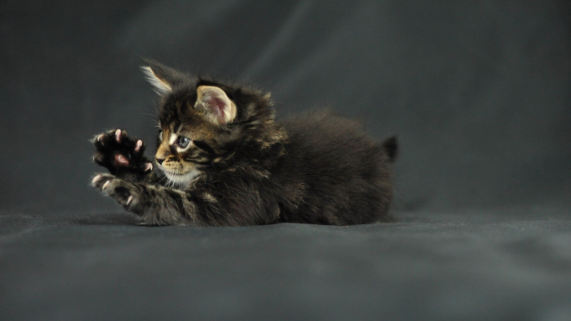 gato divertido patas gatito garras gato maine coon maine coon kitten