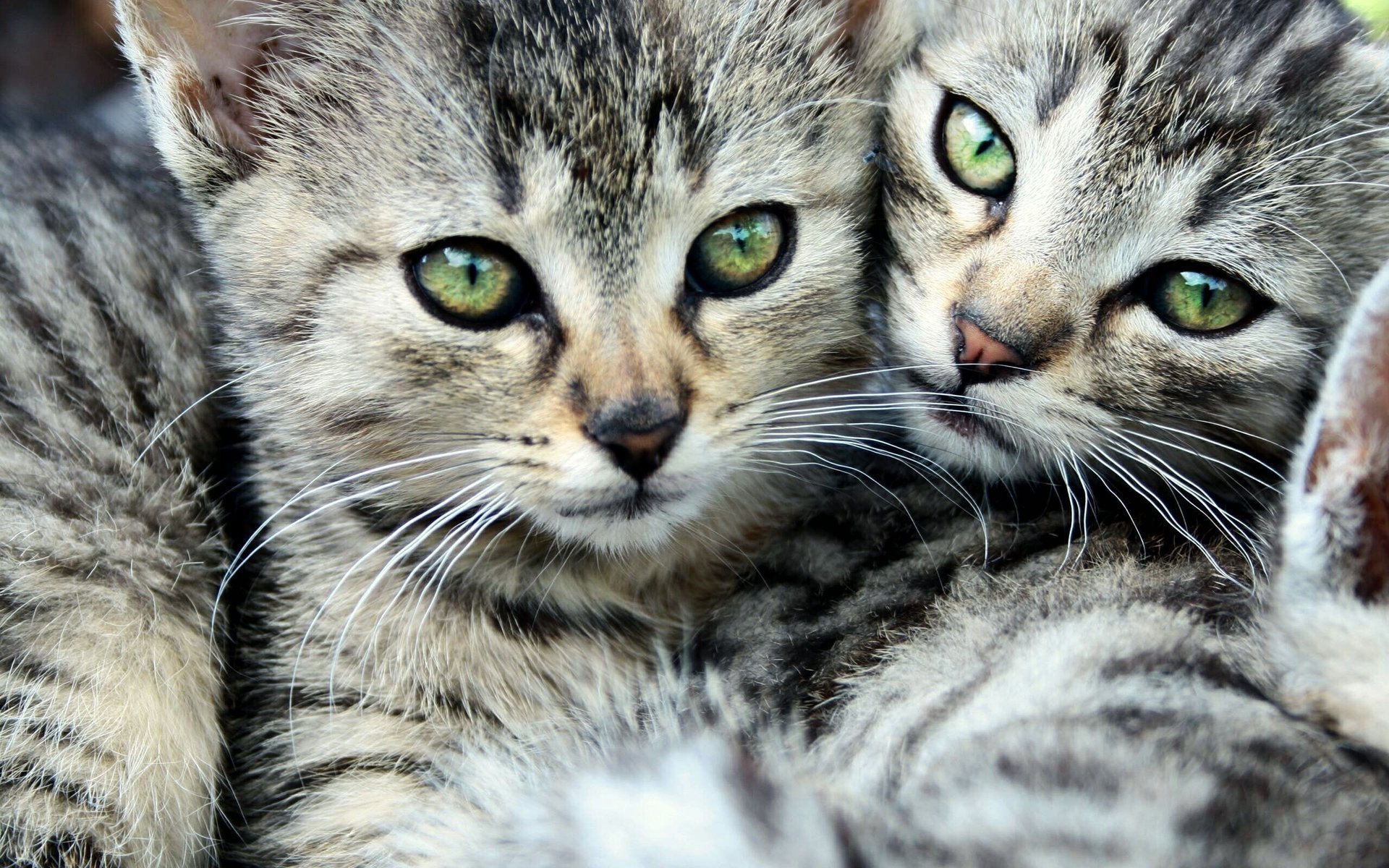 chats yeux rayé deux moustache