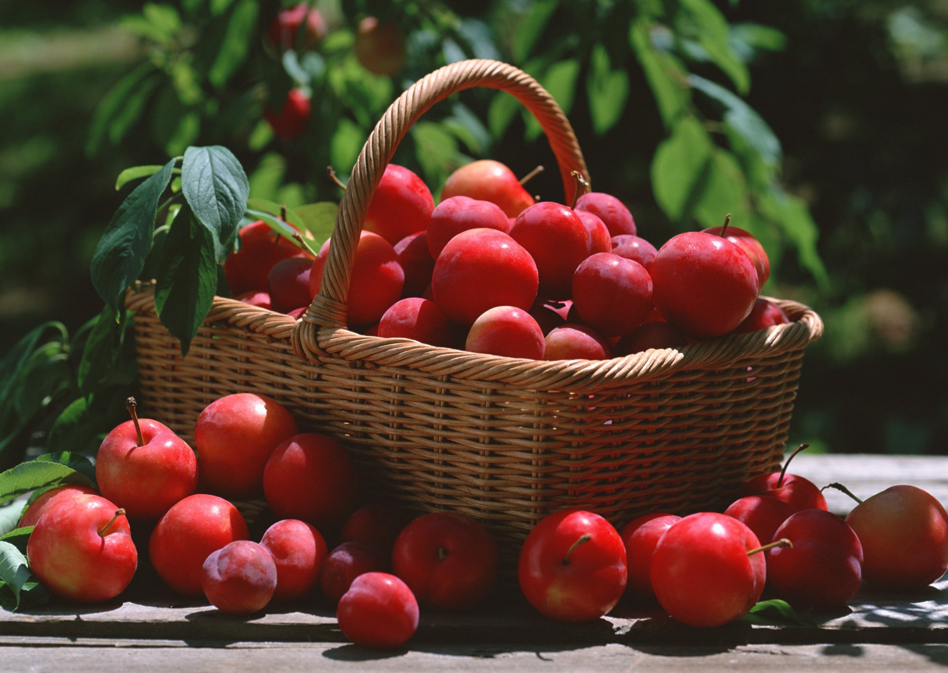 plum leaves basket red