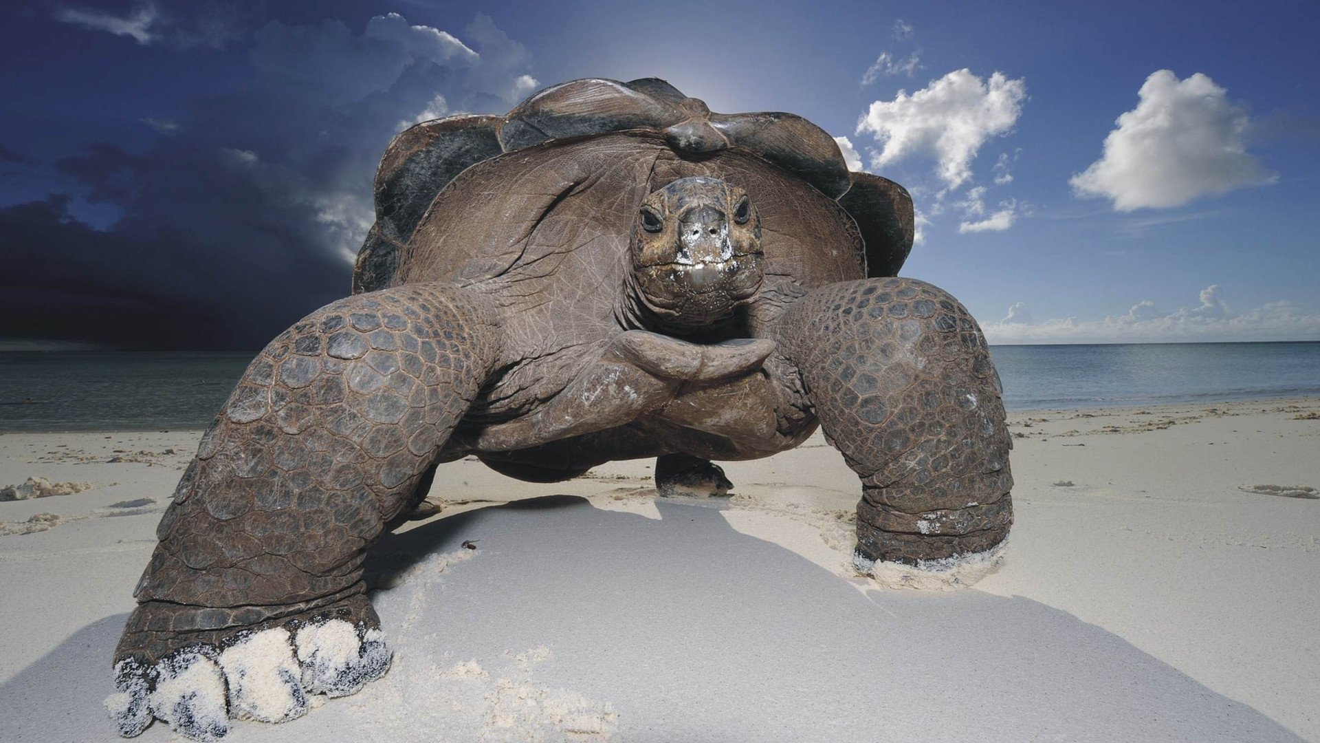 tortue ciel carapace plage sable