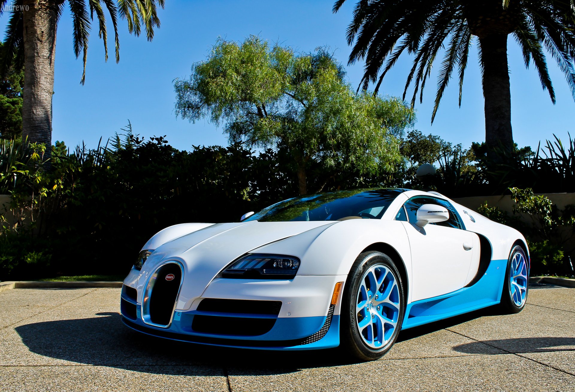 bugatti veyron vitesse bugatti veyron bianco blu palme