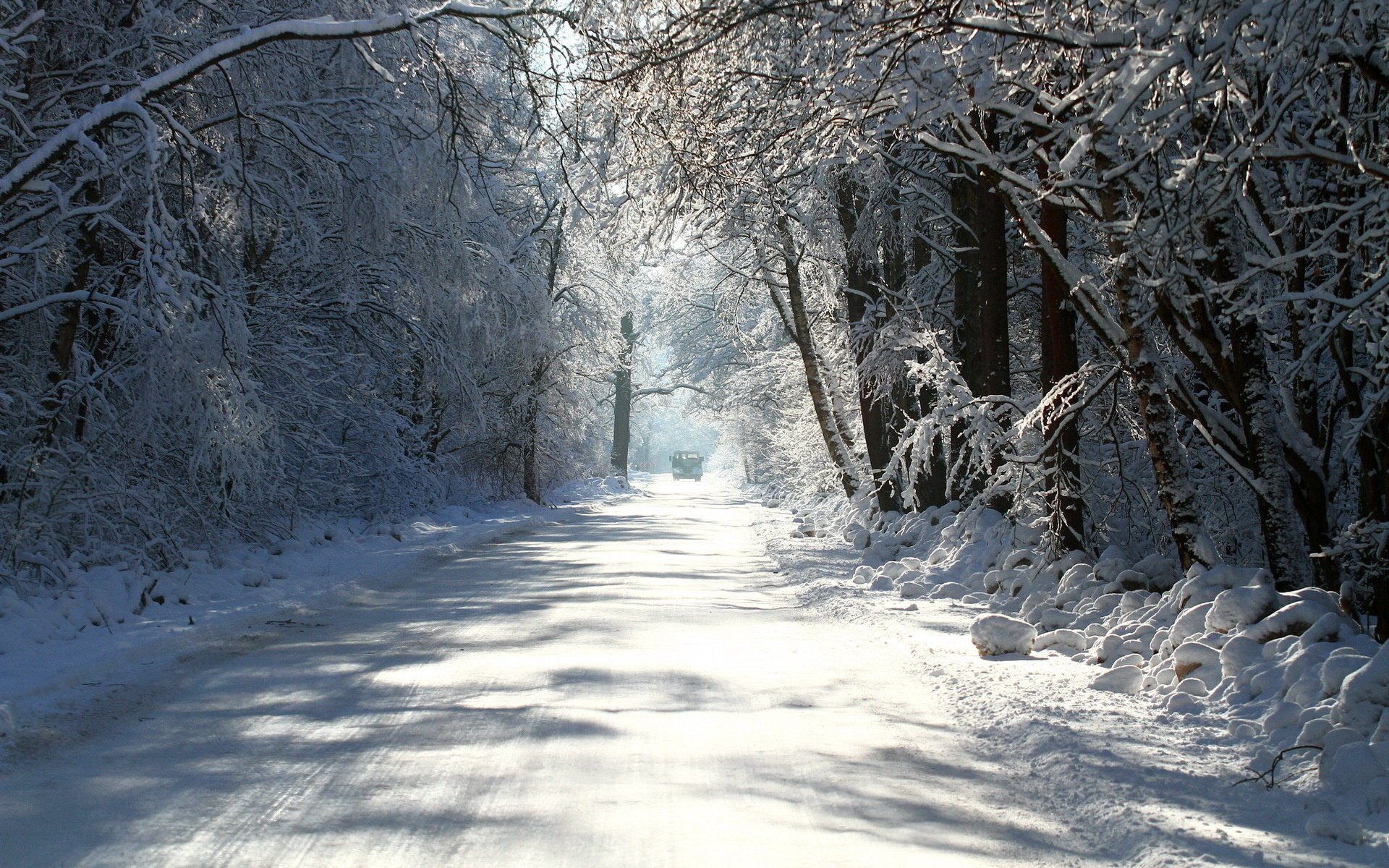 winter bäume straße