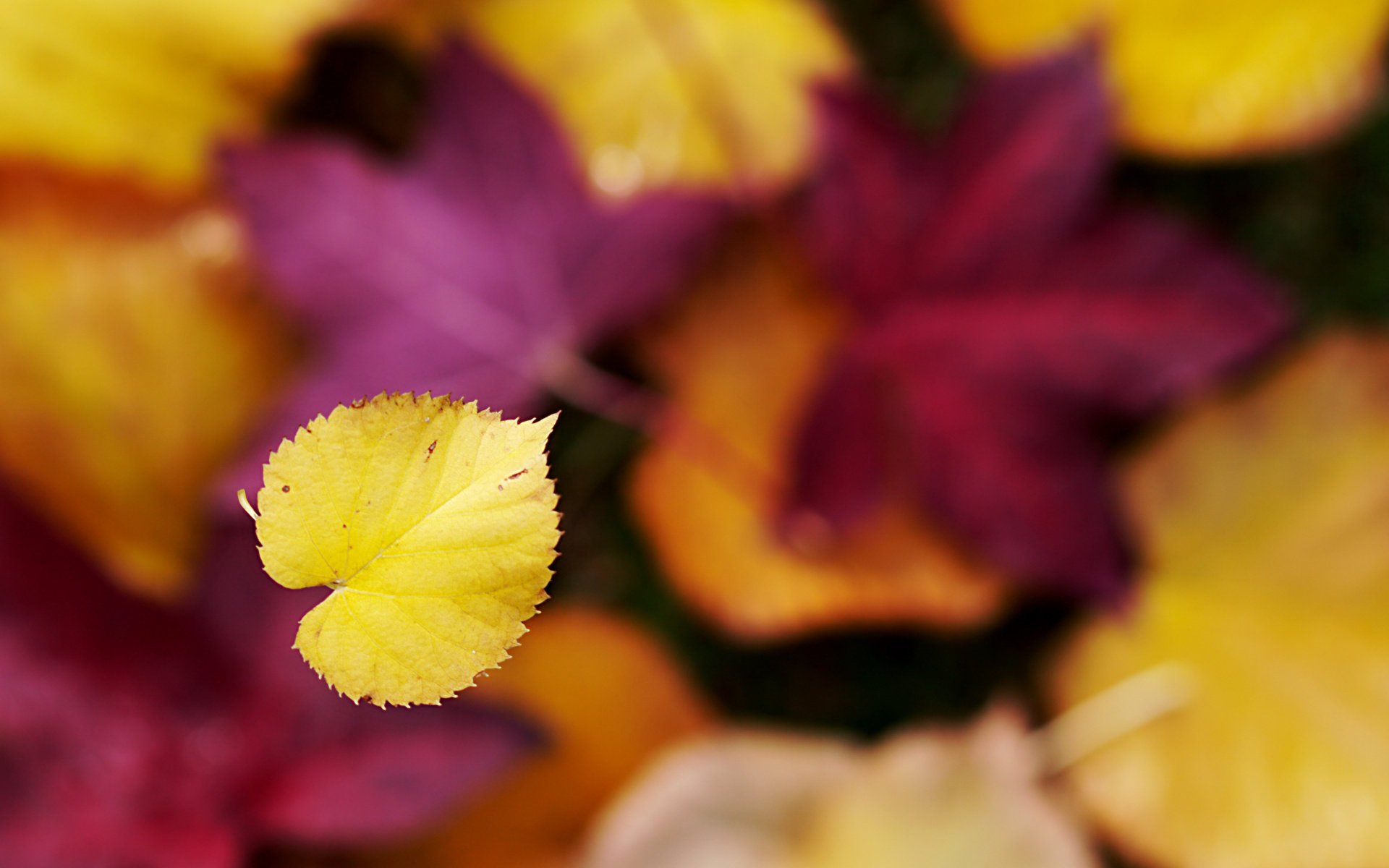 autumn bokeh focus sheet falls leaf