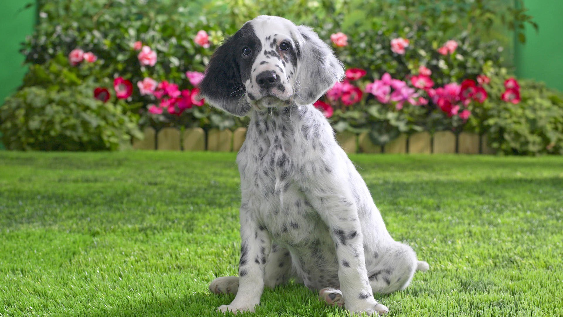 the english setter dog grass puppy