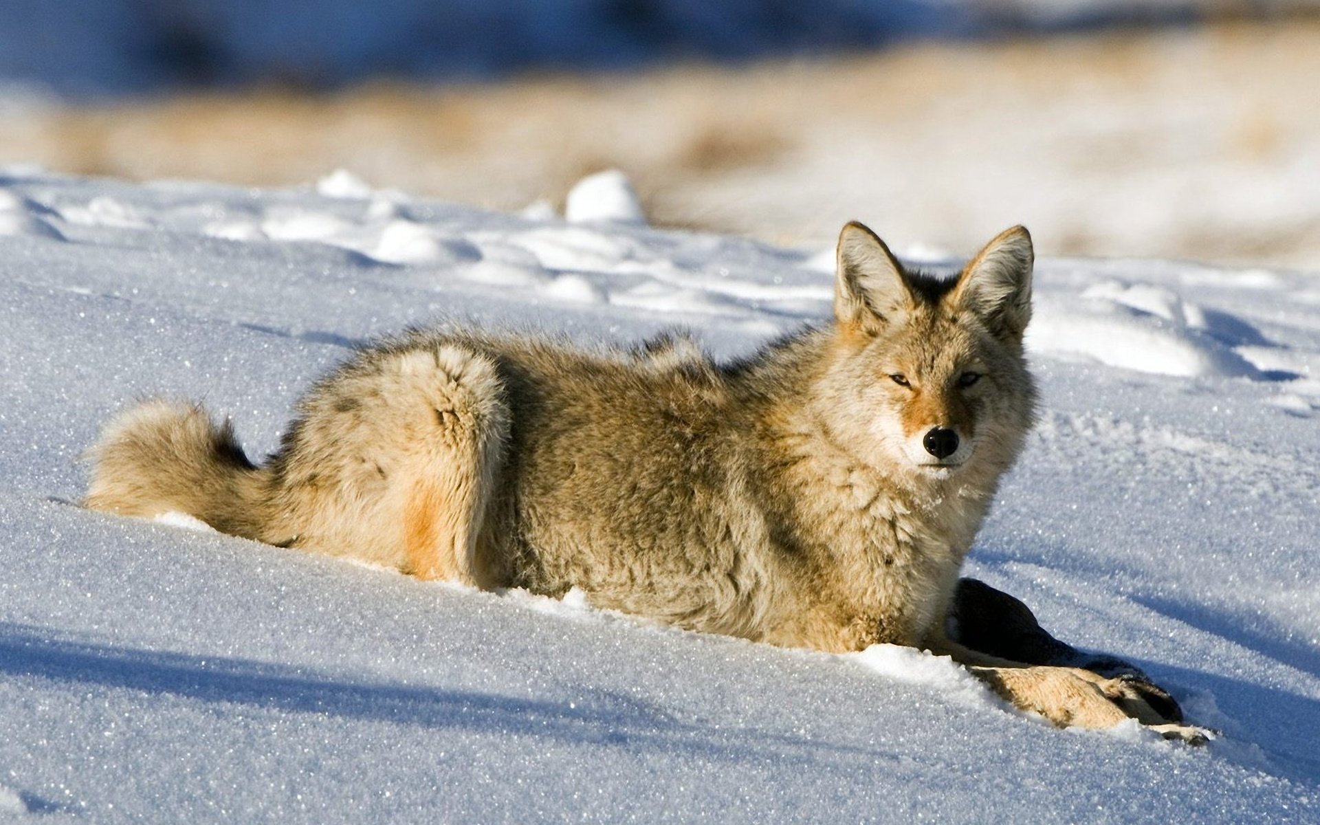 loup coyote neige se trouve hiver