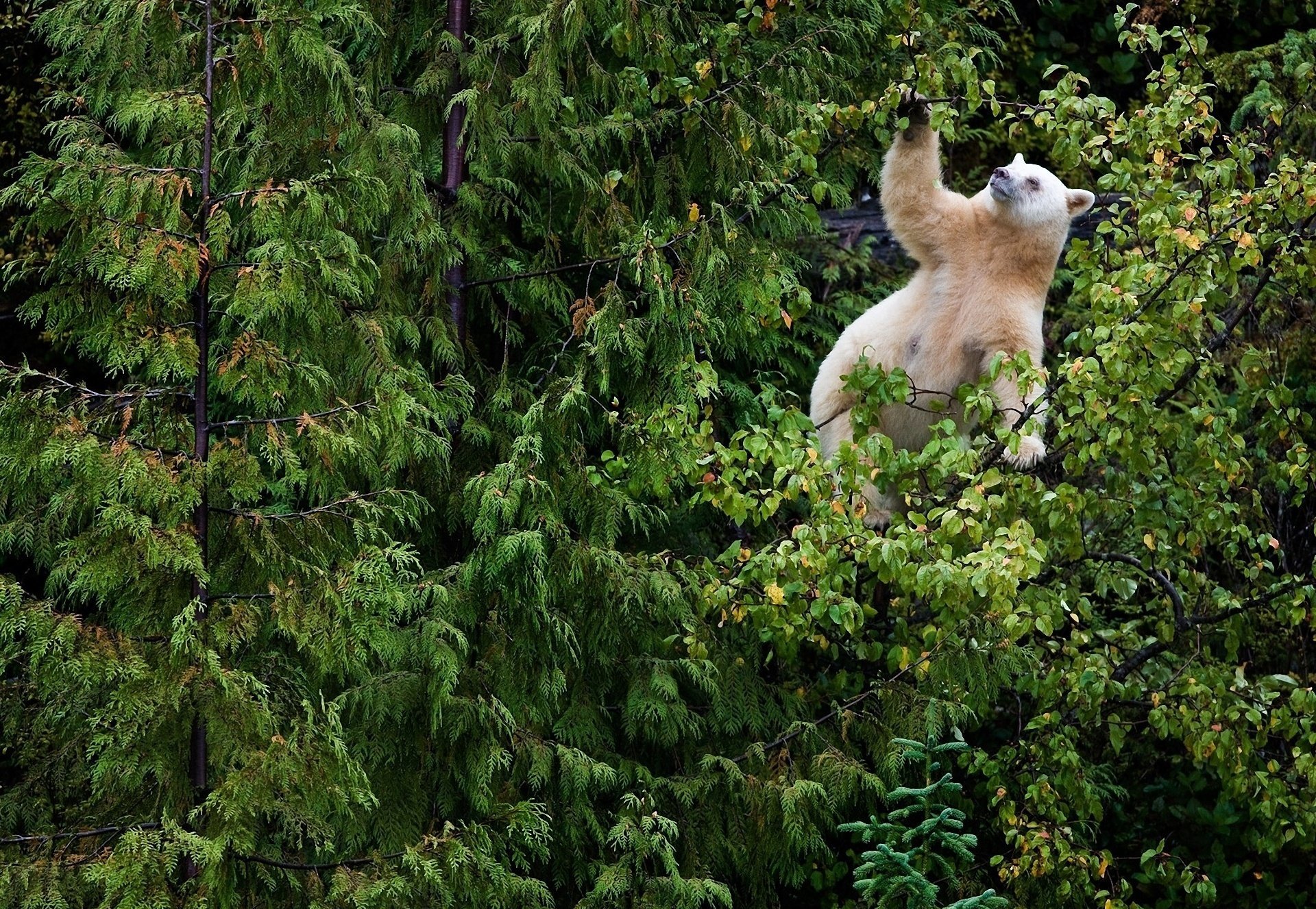 bear white forest branches leaves spruce thicket tree