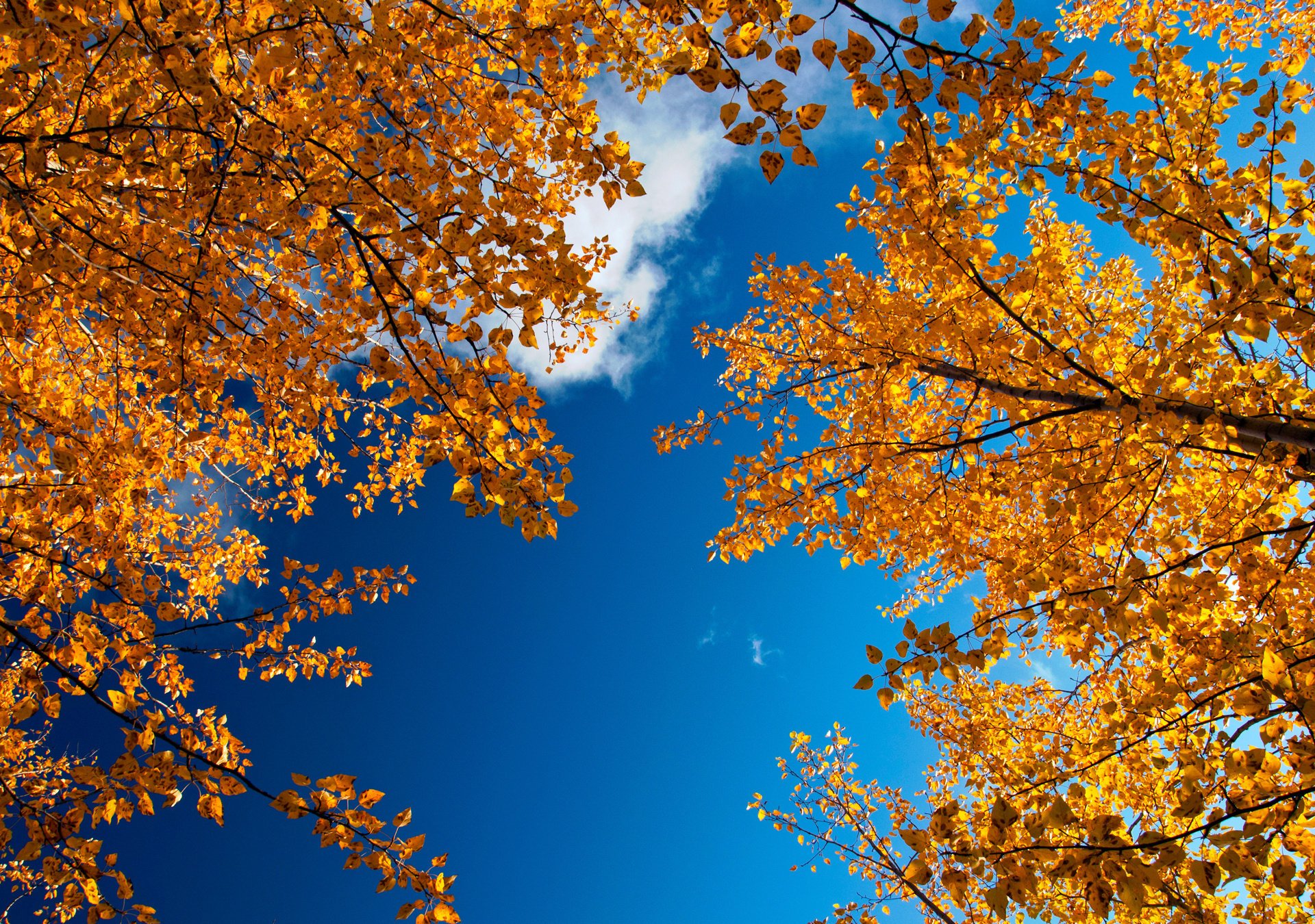 goldener herbst natur himmel laub zweige