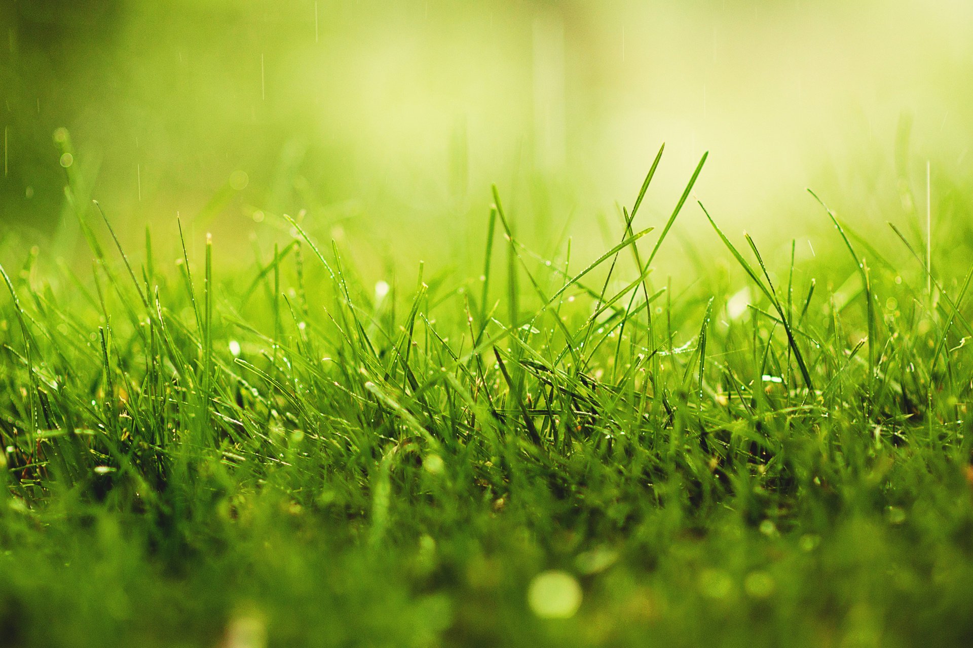 makro tropfen grüns gras sonnig regen tau