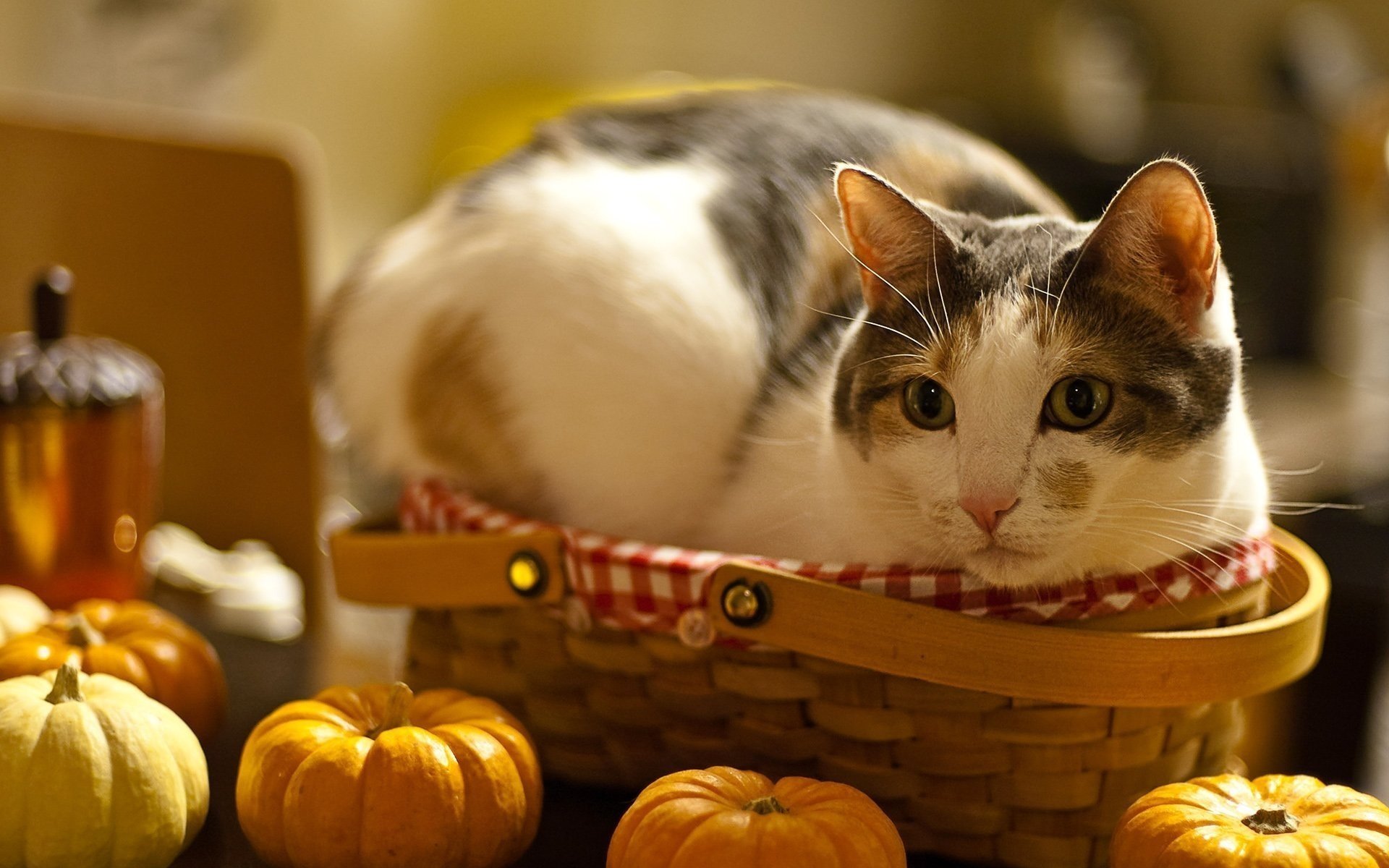 cat table fright face look pumpkin basket macro