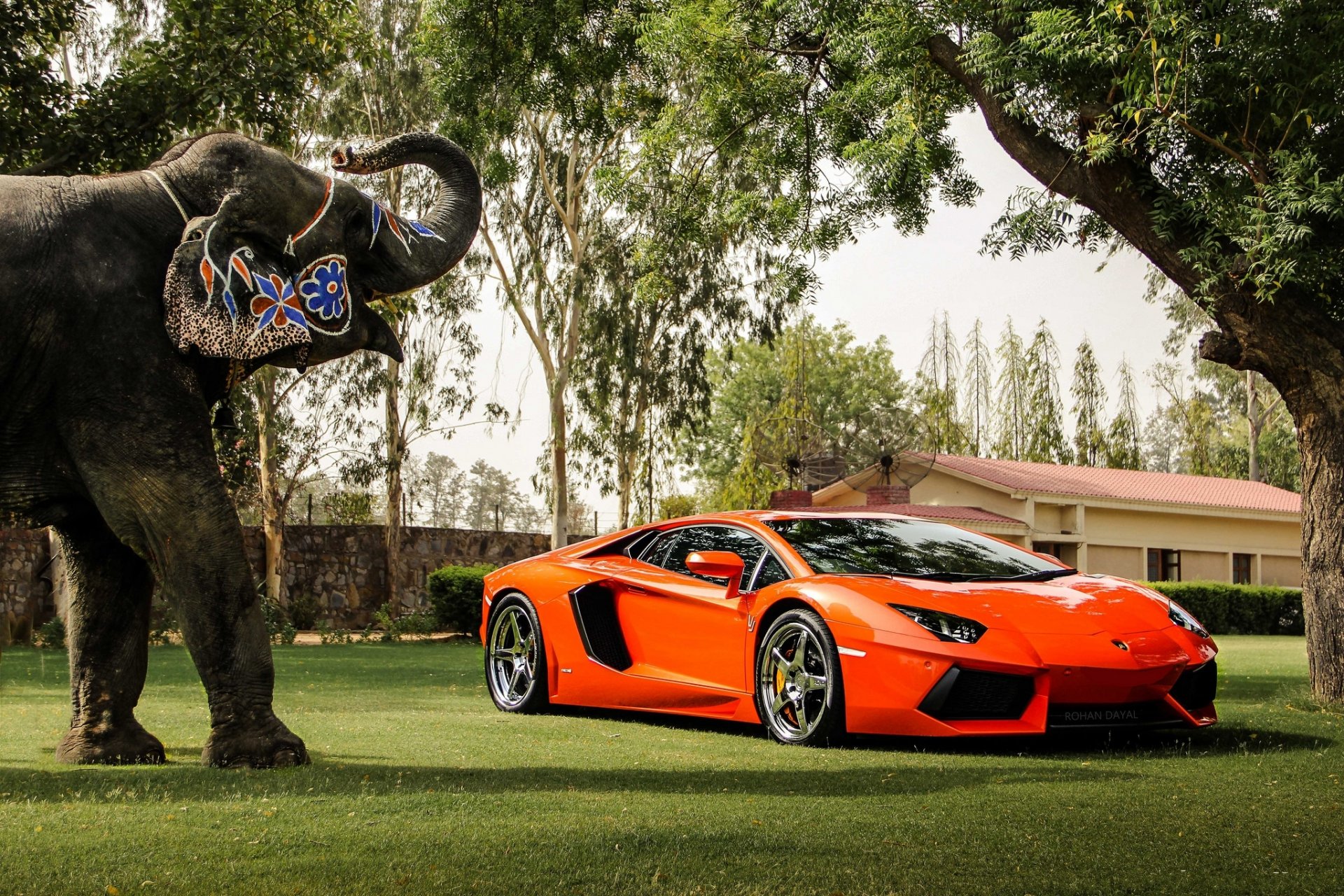 lamborghini aventador lp700-4 orange lamborghini aventador front view reflection elephant trees fence building