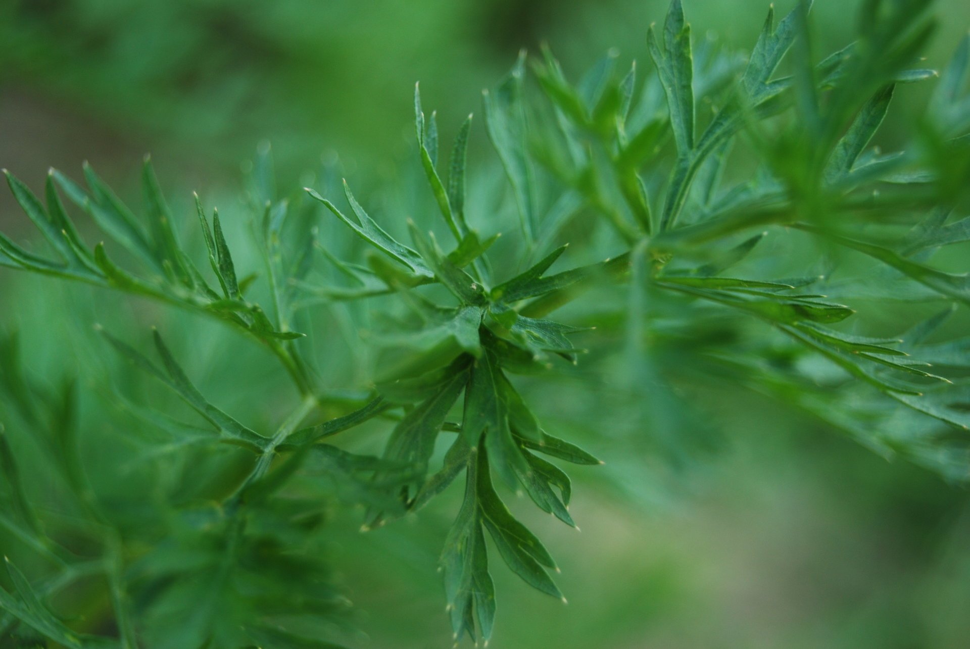 nature feuilles verdure herbe