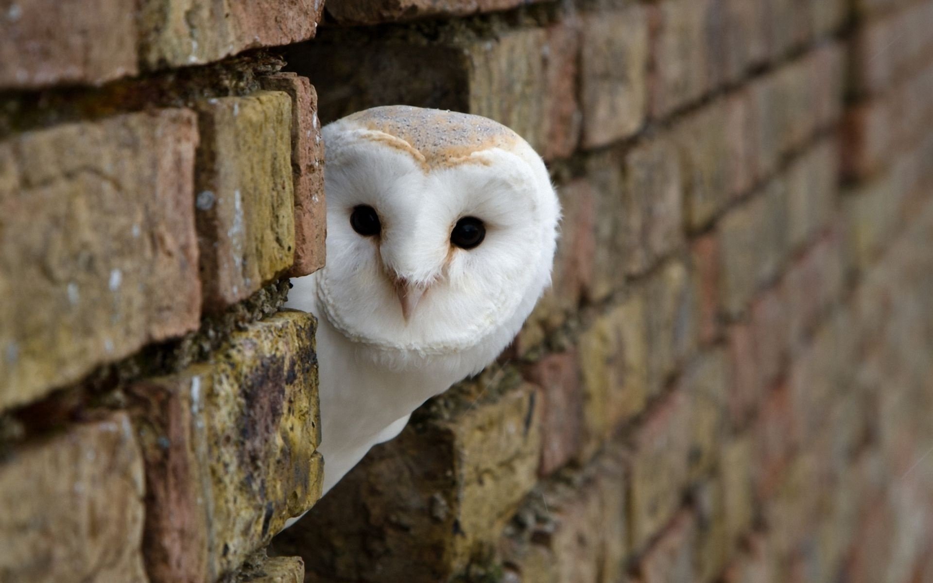 hibou mur maçonnerie tête vue briques blanc