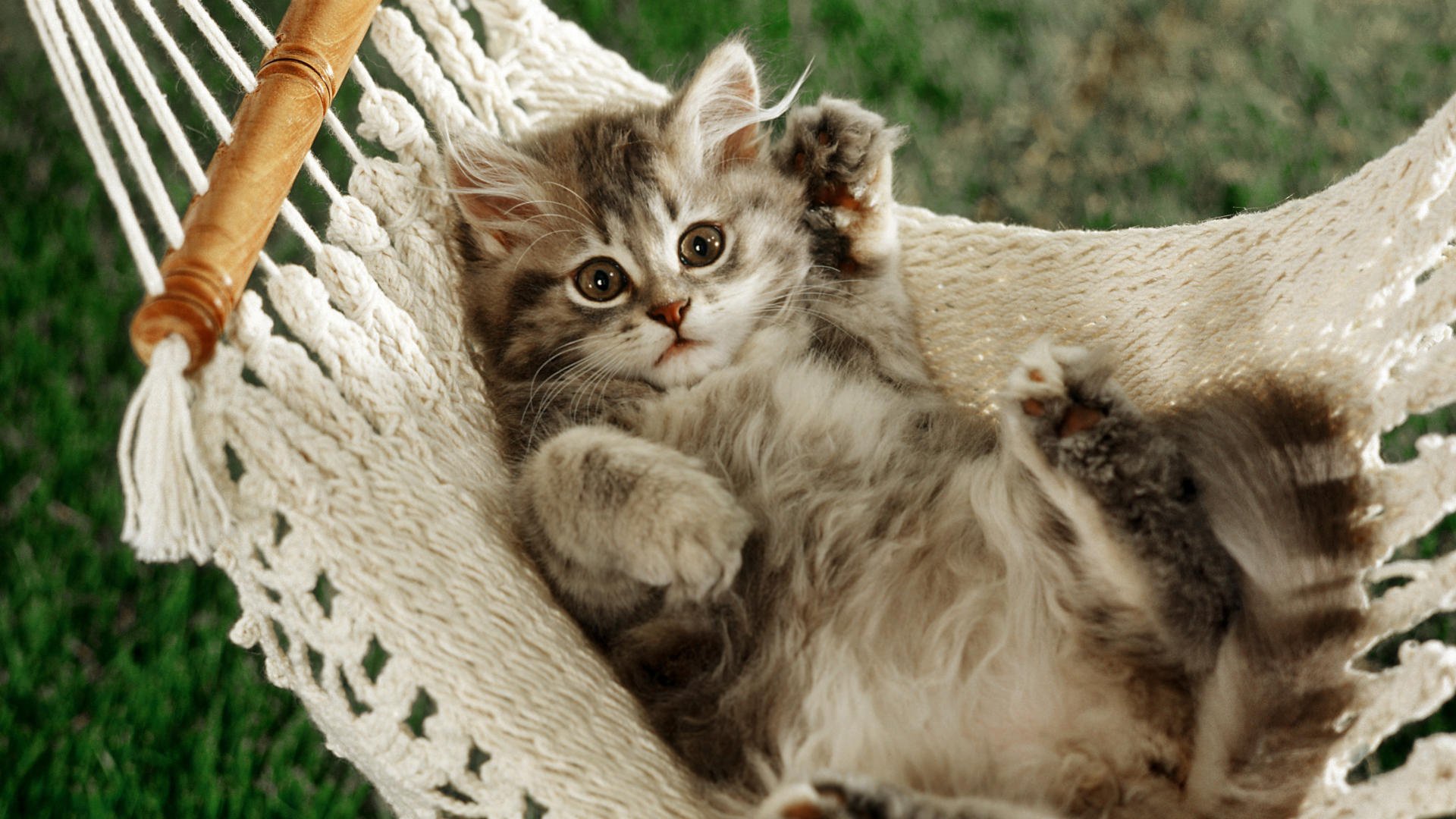 cat paws hammock