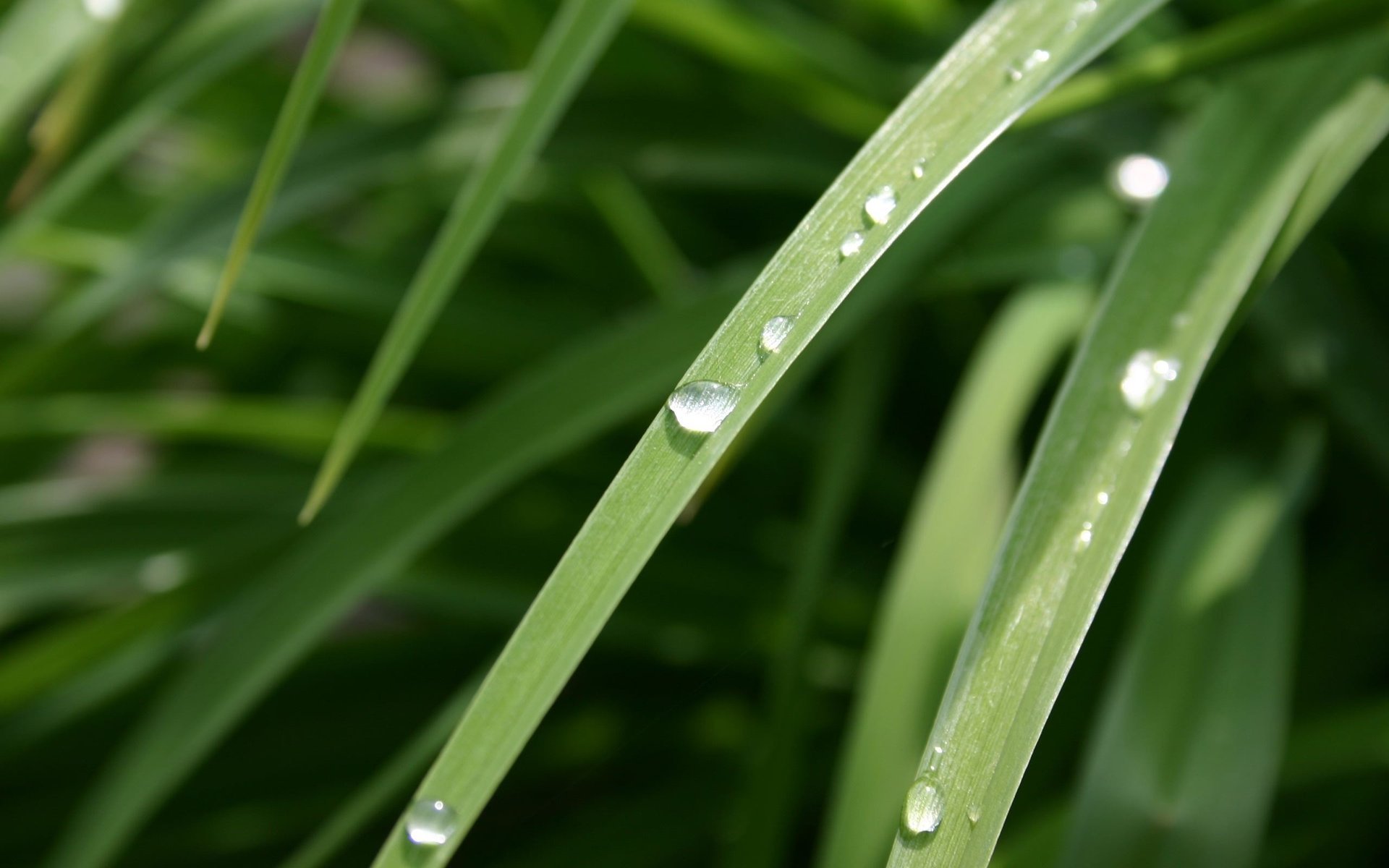 gras grüns makro tau