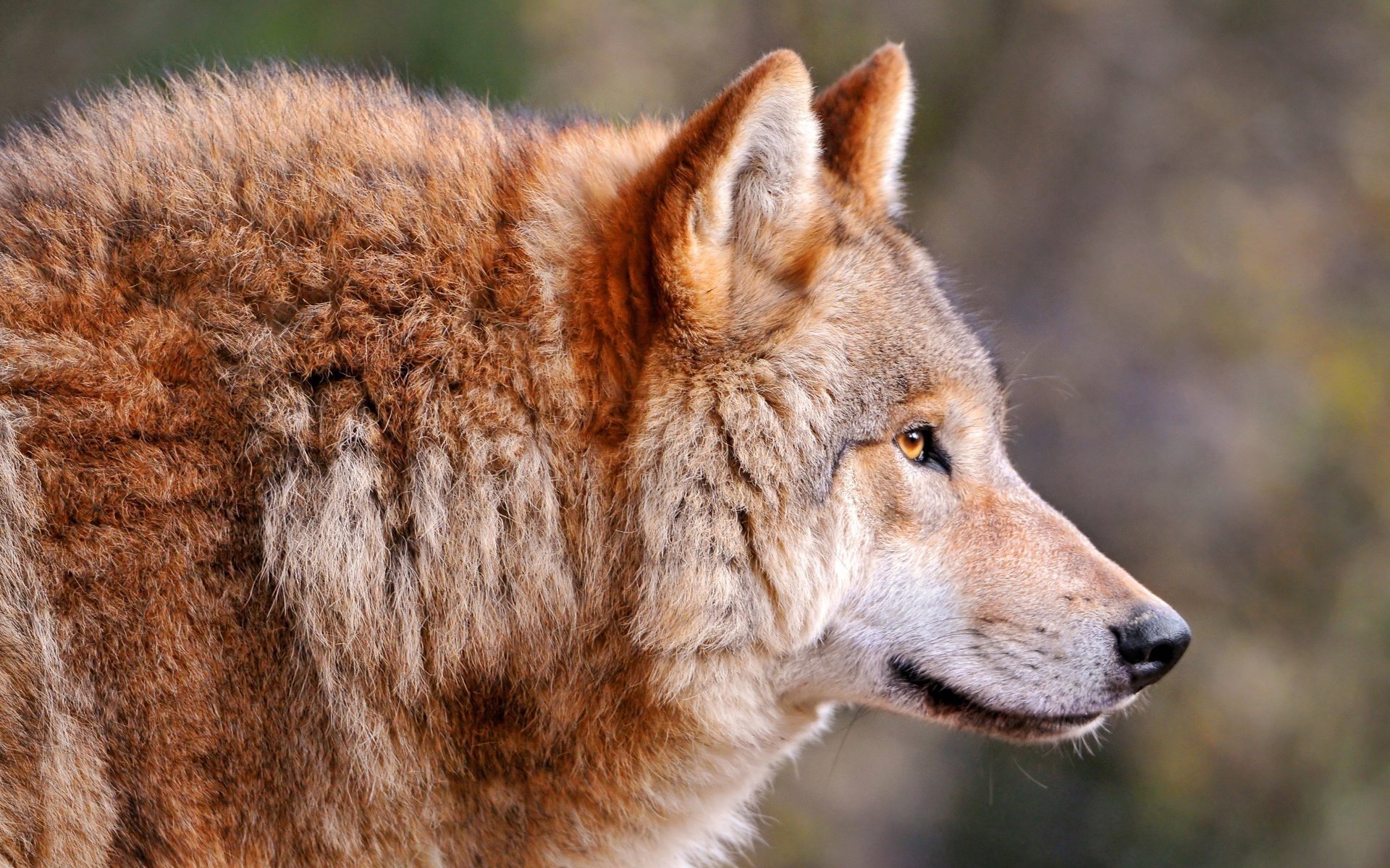 canis lupus lupo lupo