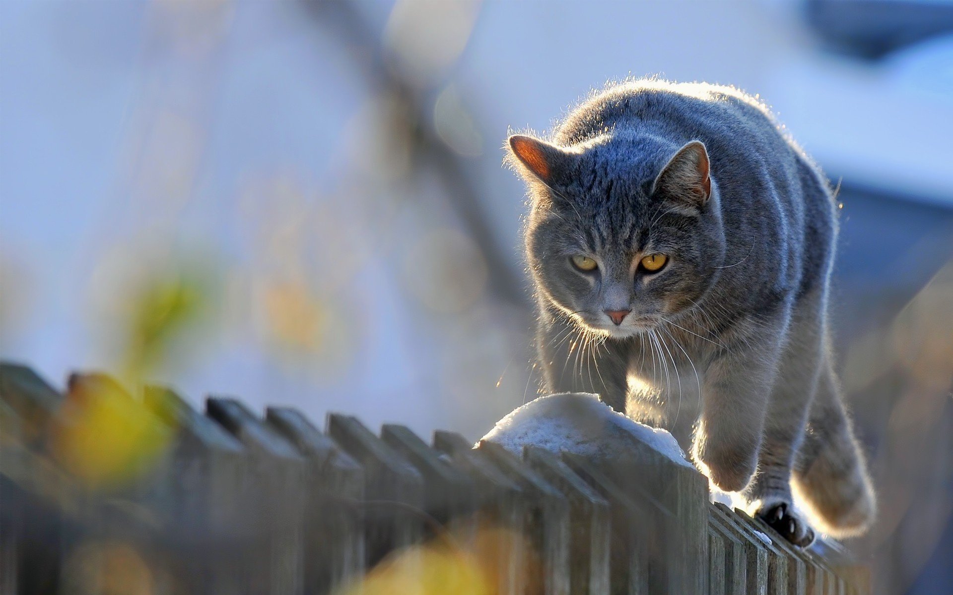 the cat goes cat animals the fence