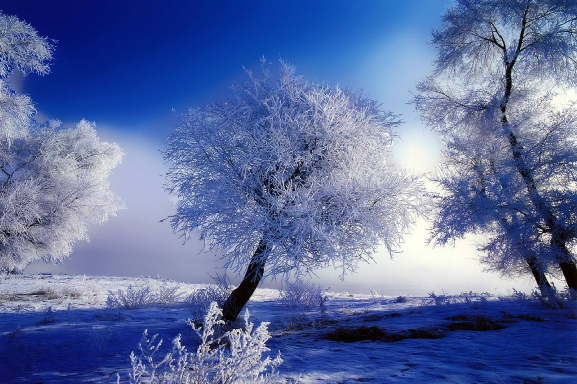 inverno alberi gelo neve blu bianco