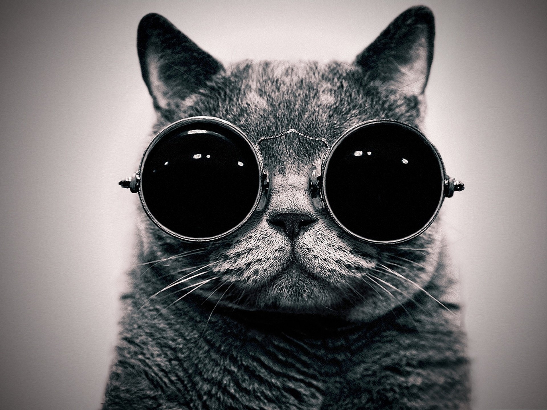 chat portrait lunettes