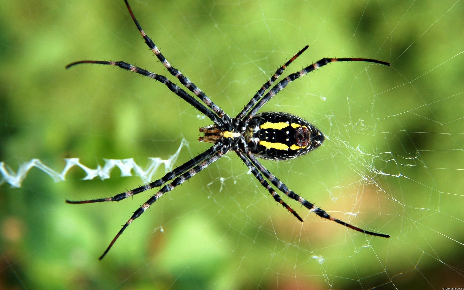 pider macro green background web