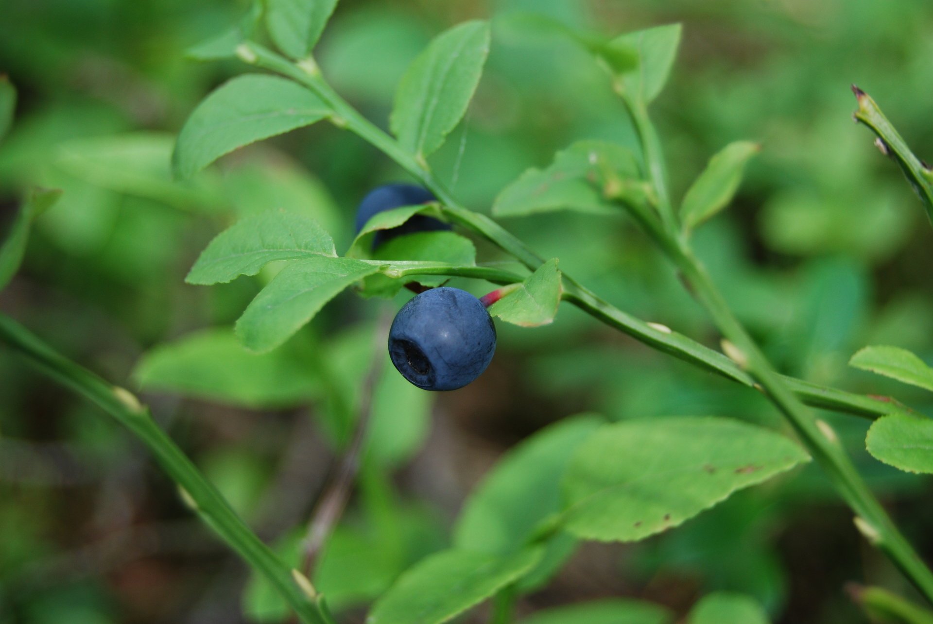 beere blaubeeren makro grüns gras