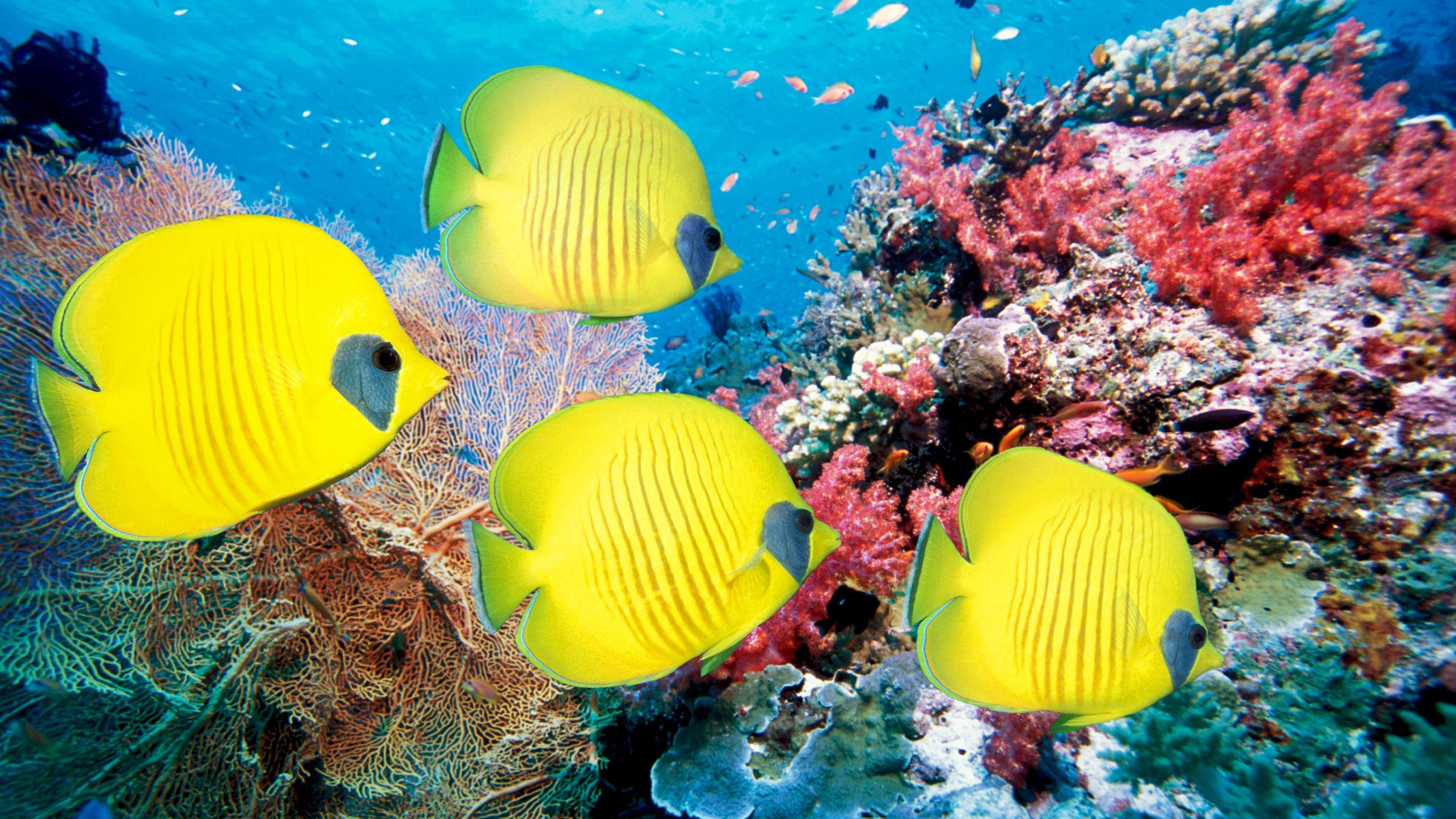 monde sous-marin coraux mer poissons poissons