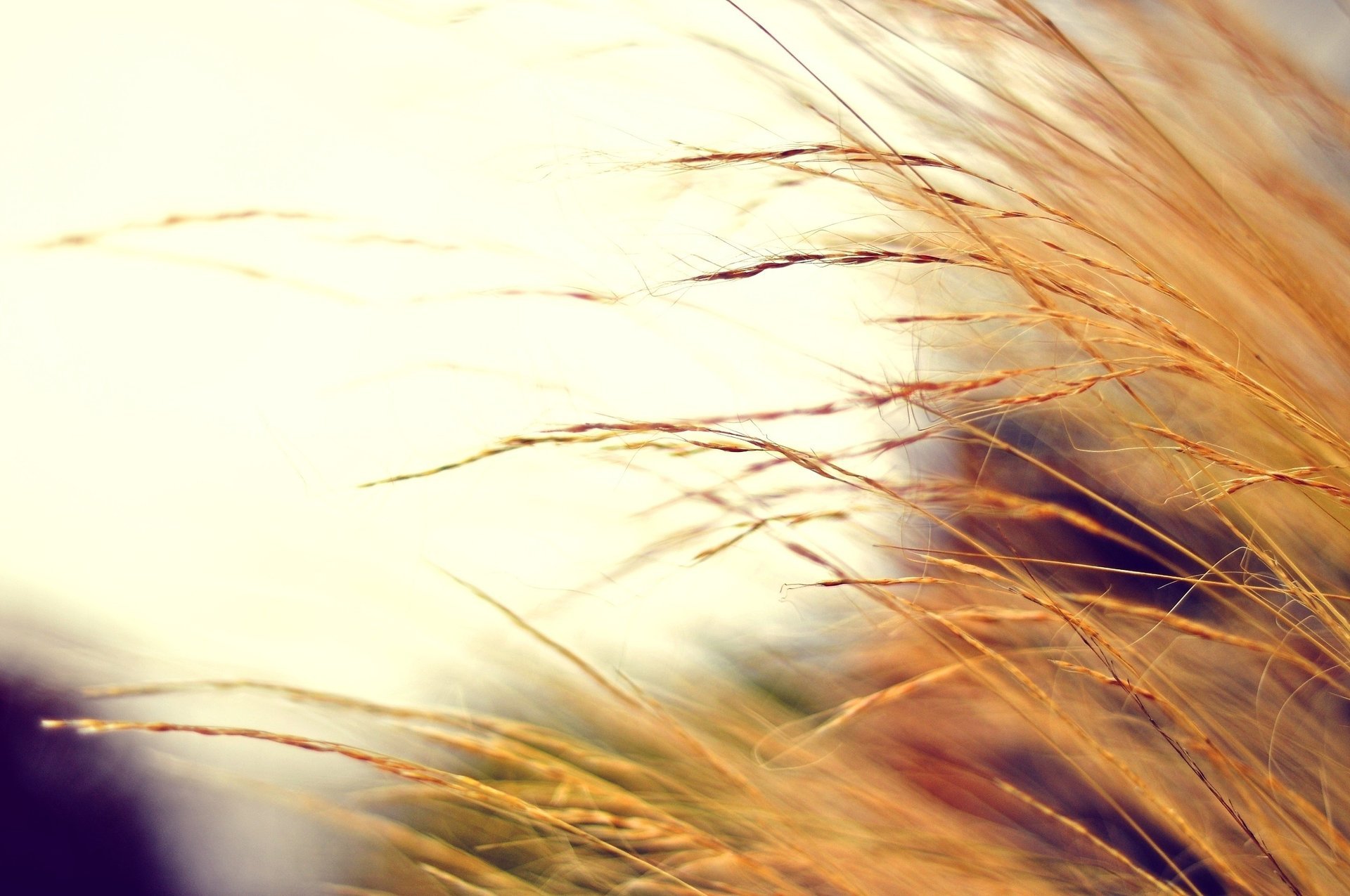 autumn photo blur macro color dry plant