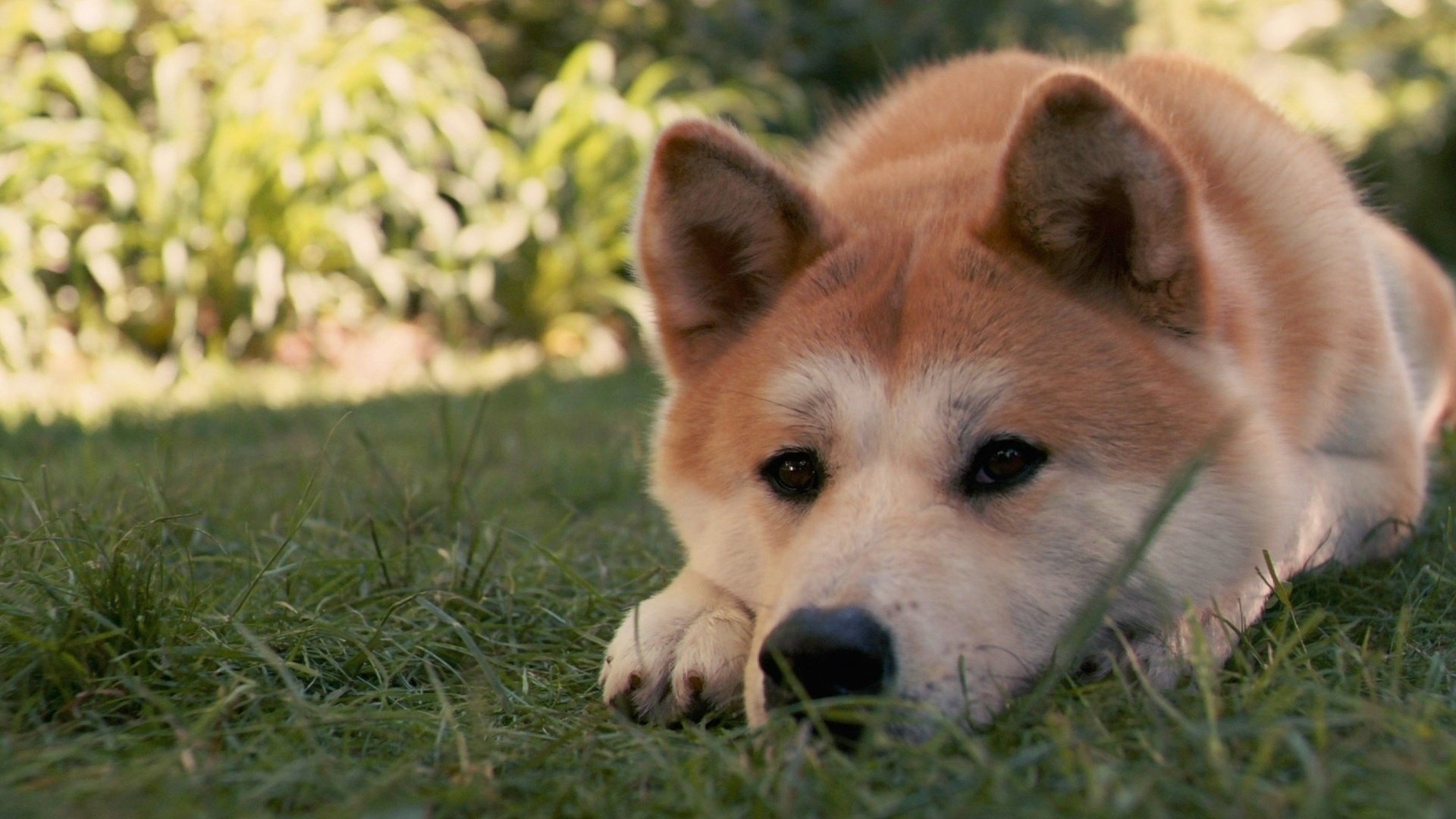 hachiko hierba perro