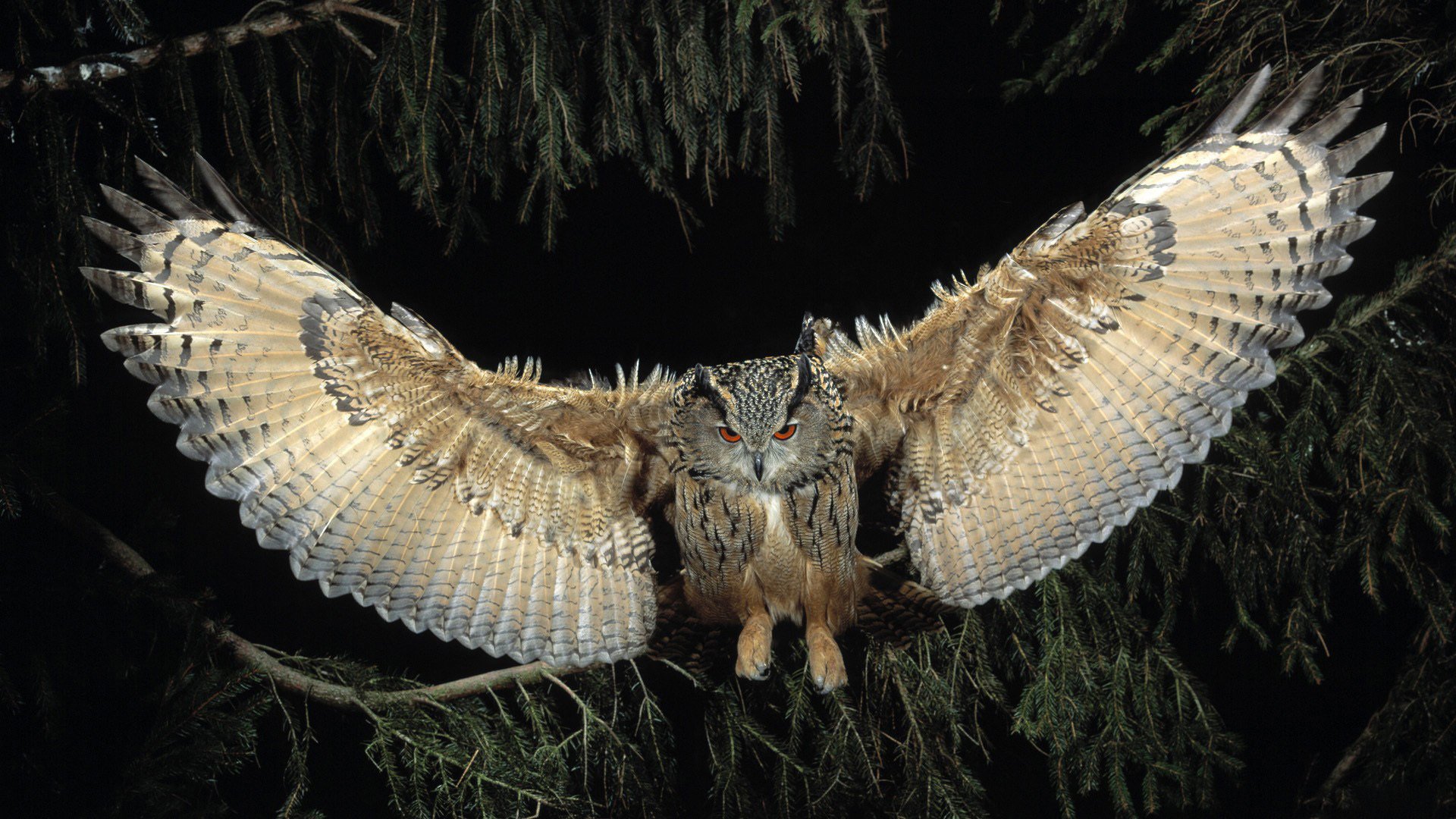 pájaro búho noche alas vuelo