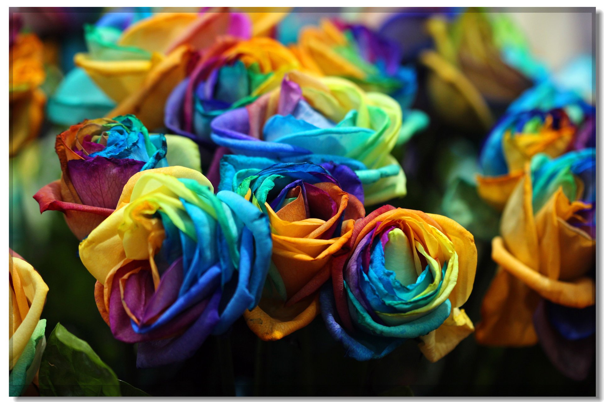 fleurs multicolores creative roses