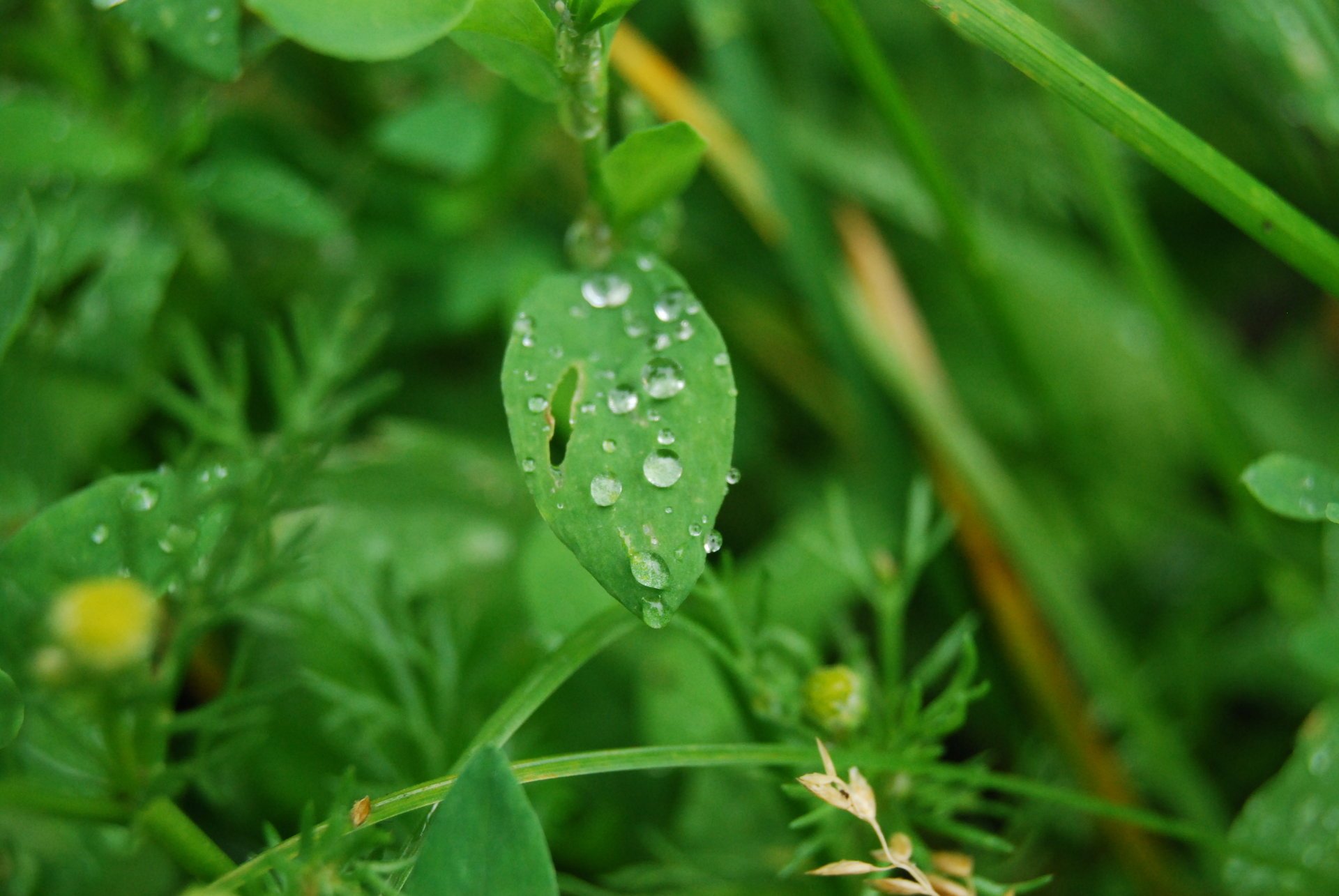 nature leaves greens rosa grass morning