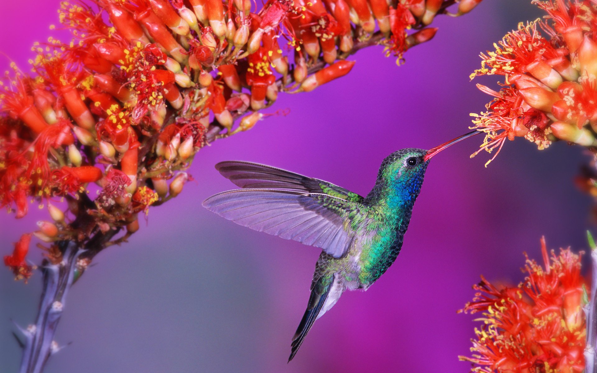 oiseau fleurs colibri oiseau