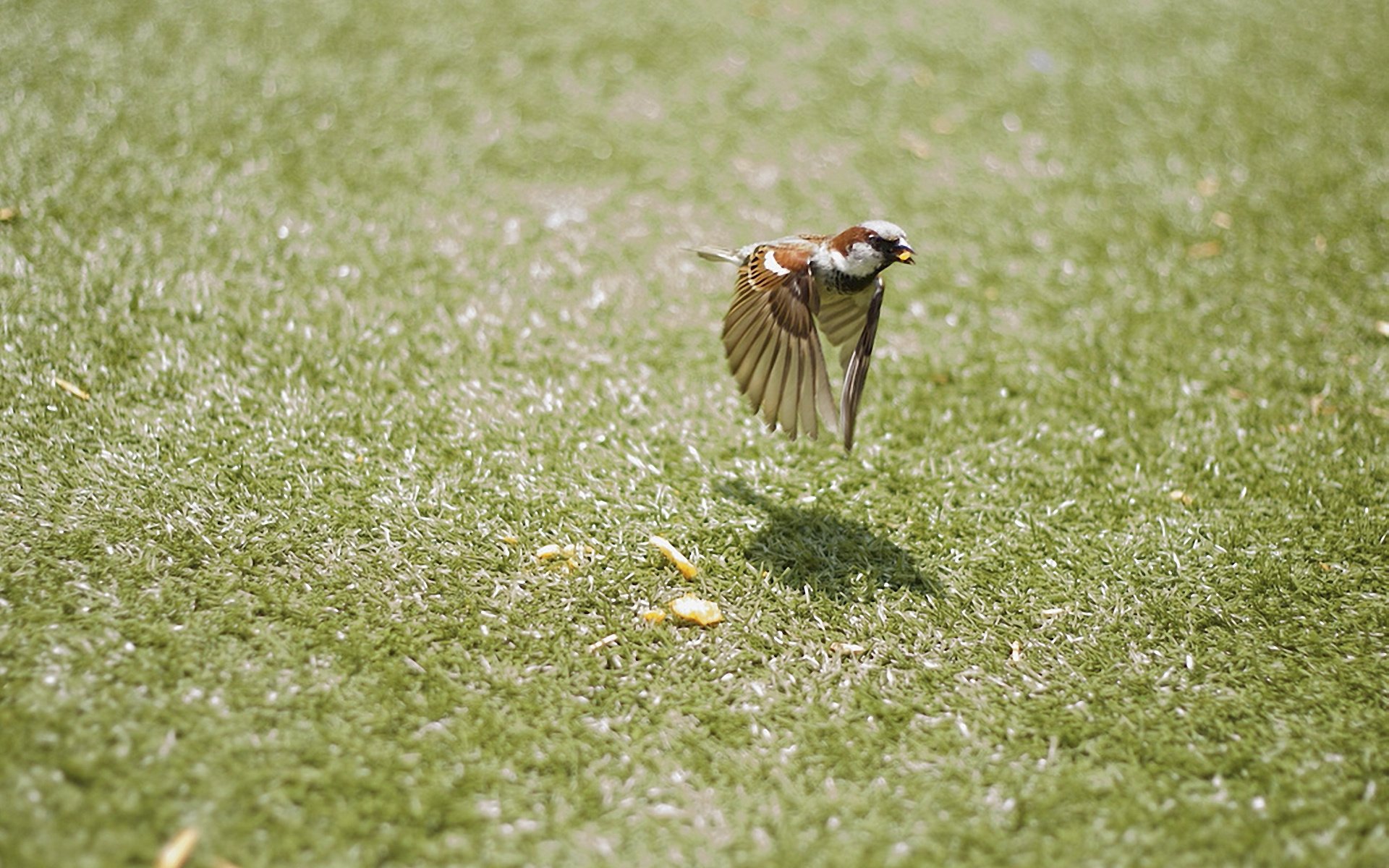 bird wings flight sparrow bird crumbs movement