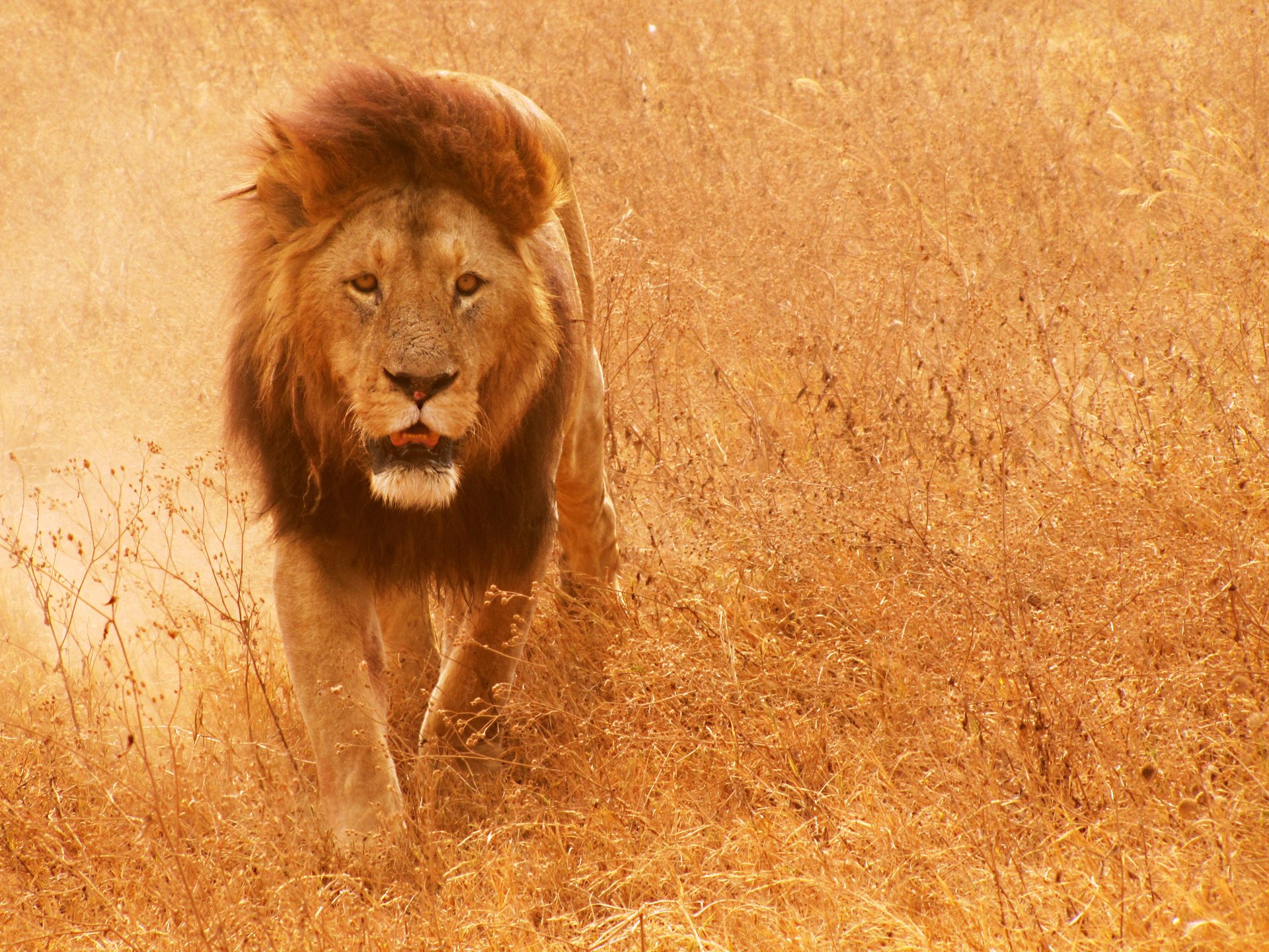 savane crinière lion herbe chat lion