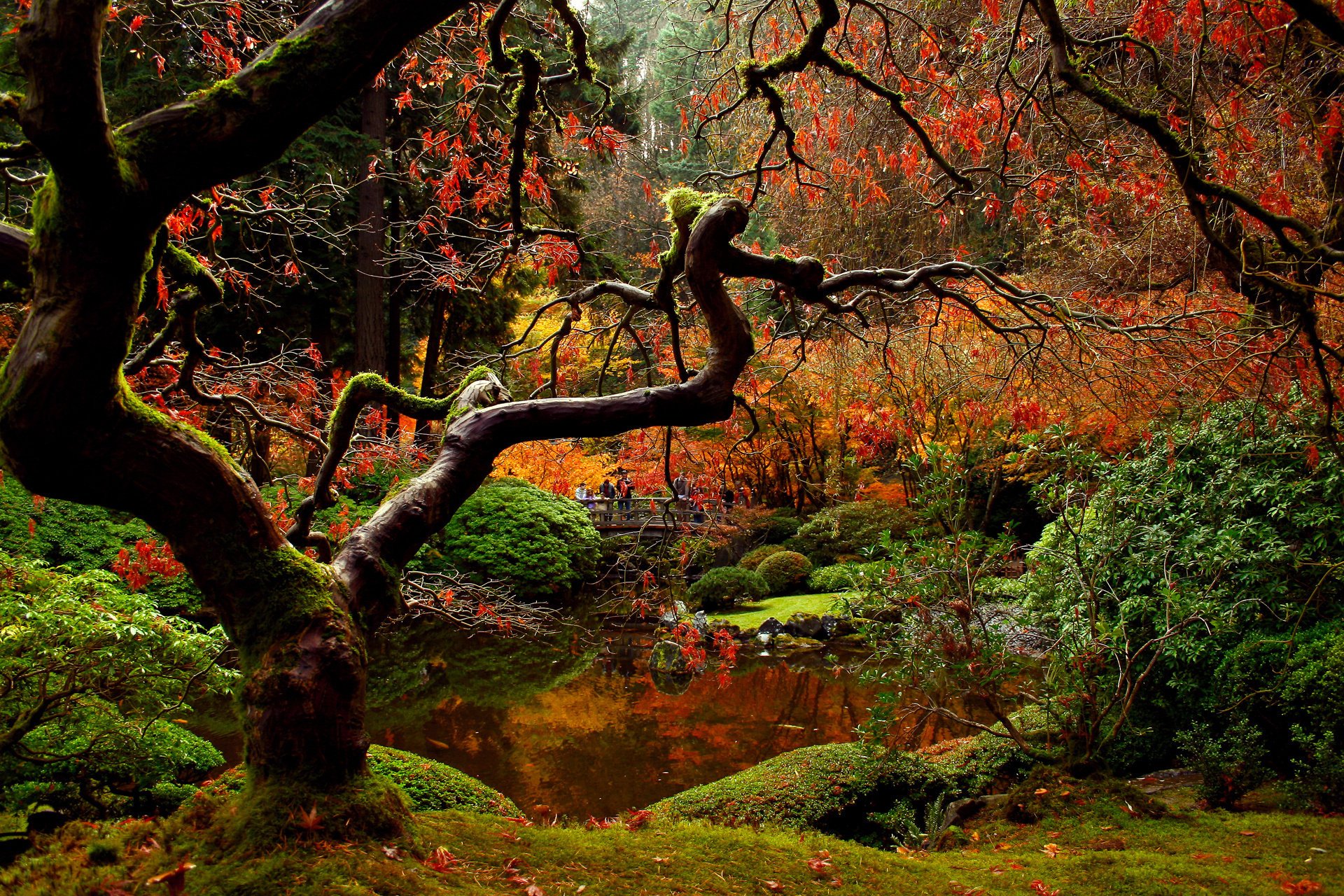 naturaleza puente gente jardín otoño parque japonés