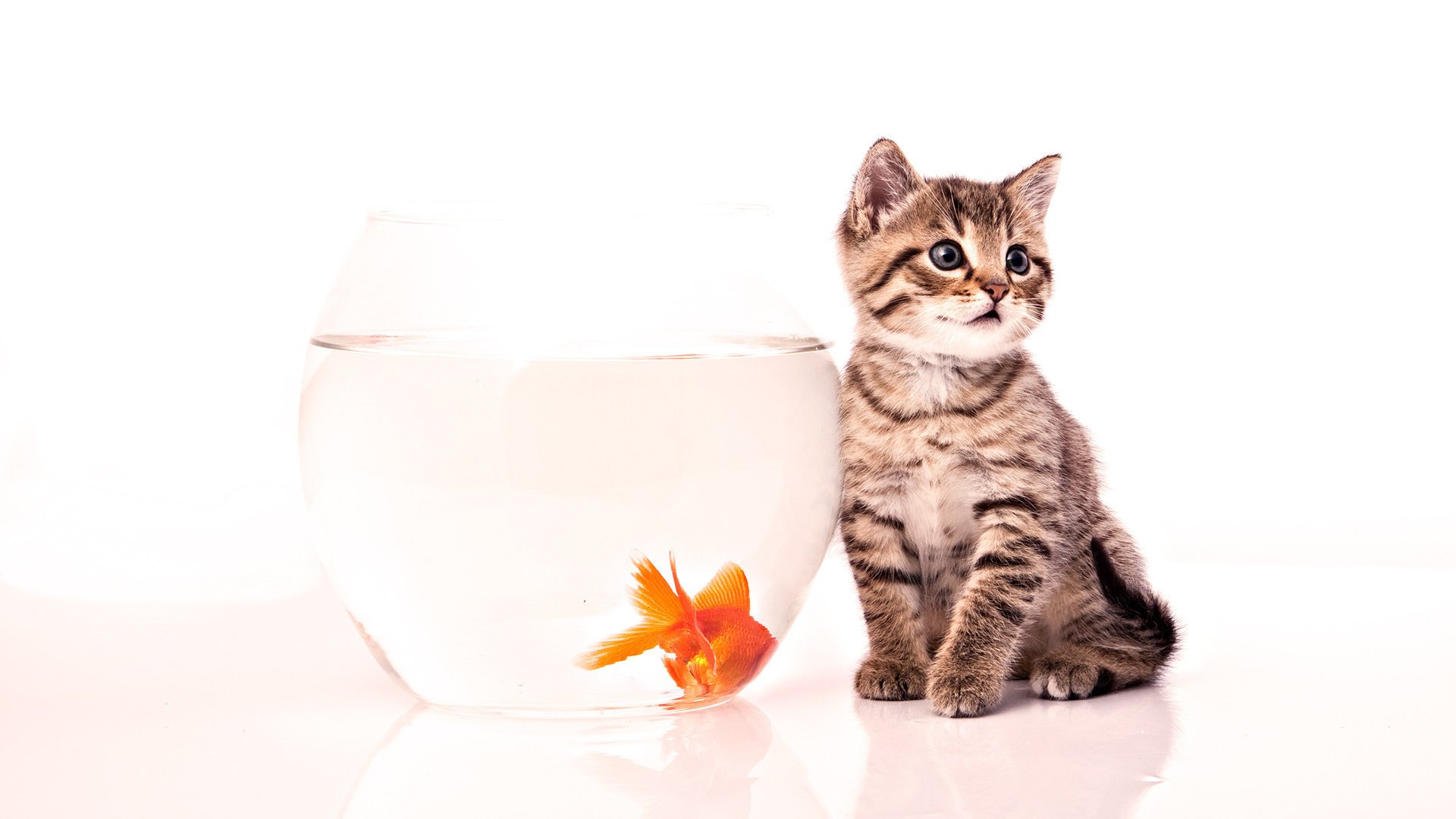 chaton aquarium poisson