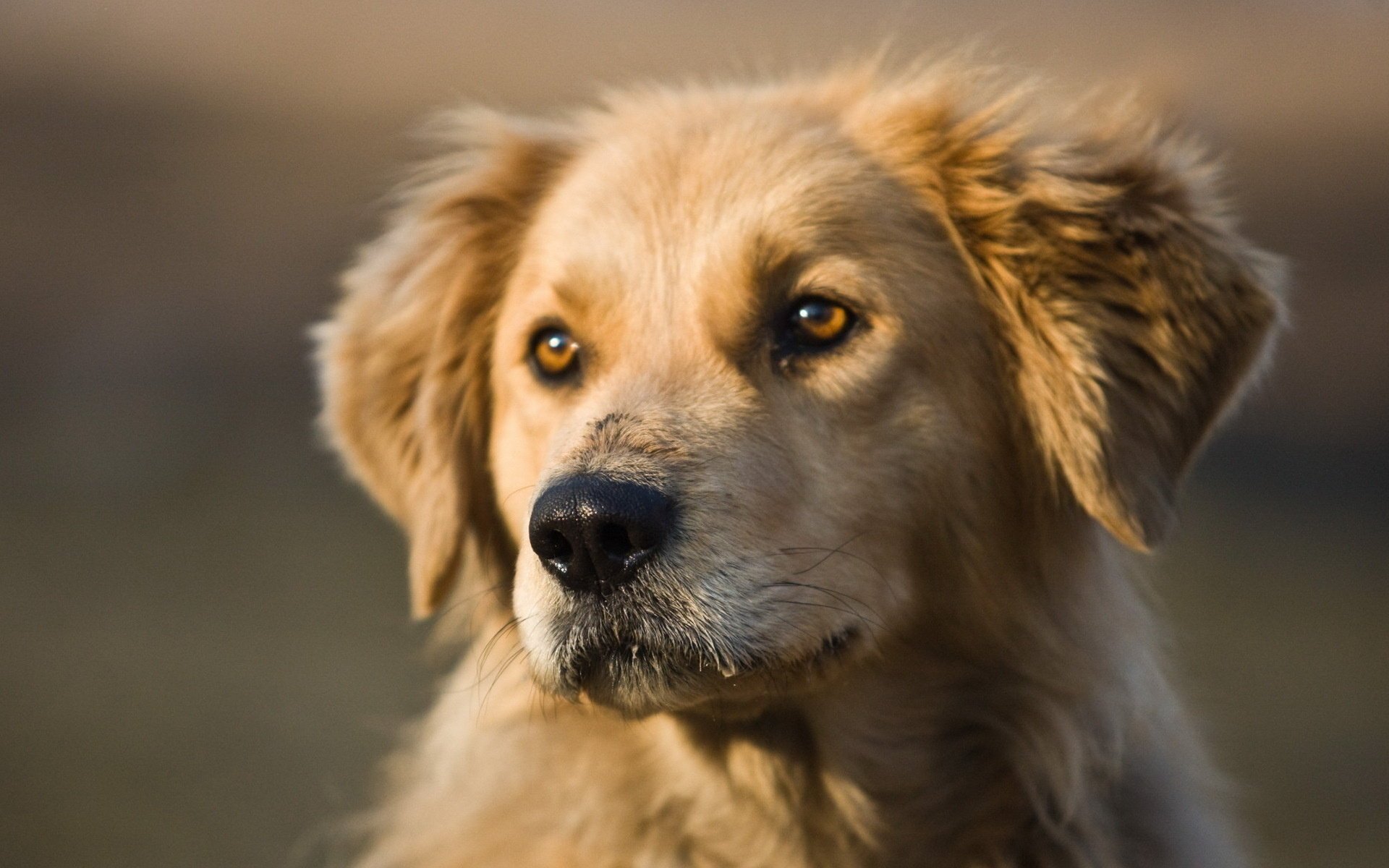 perro amigo mirada