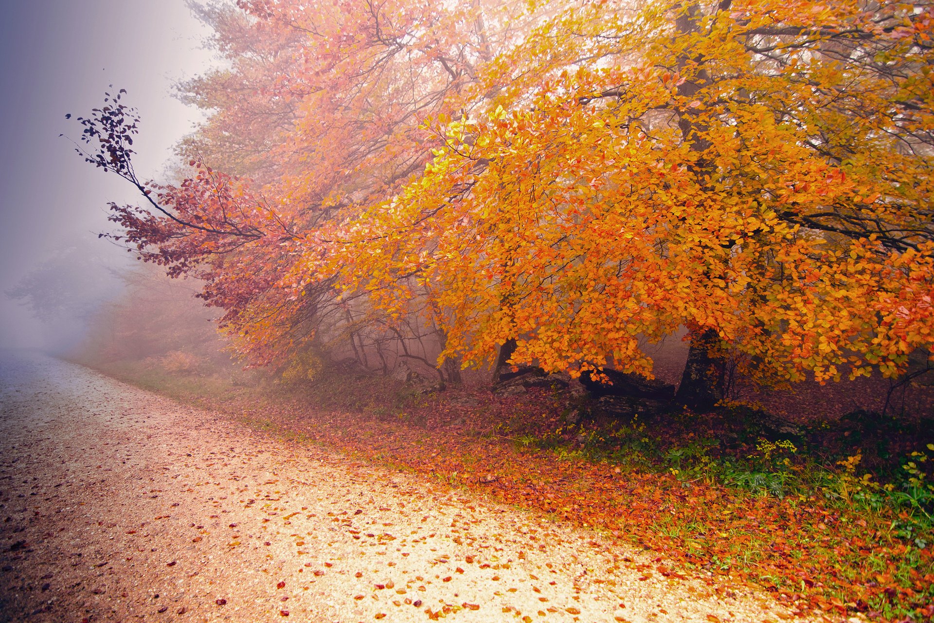 nature tree road autumn fog