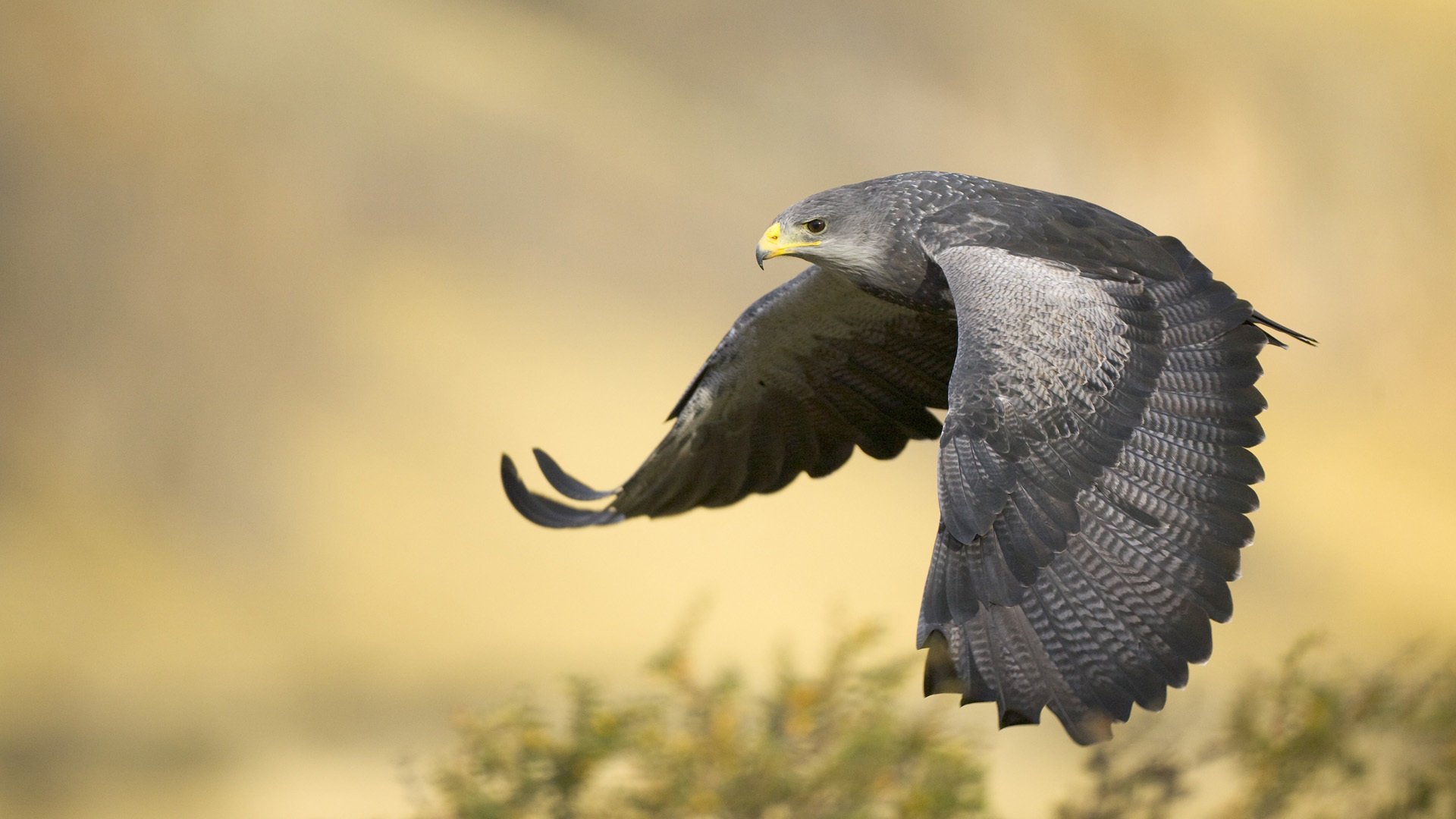 black-chested buzzard eagle argentina полет орел крылья