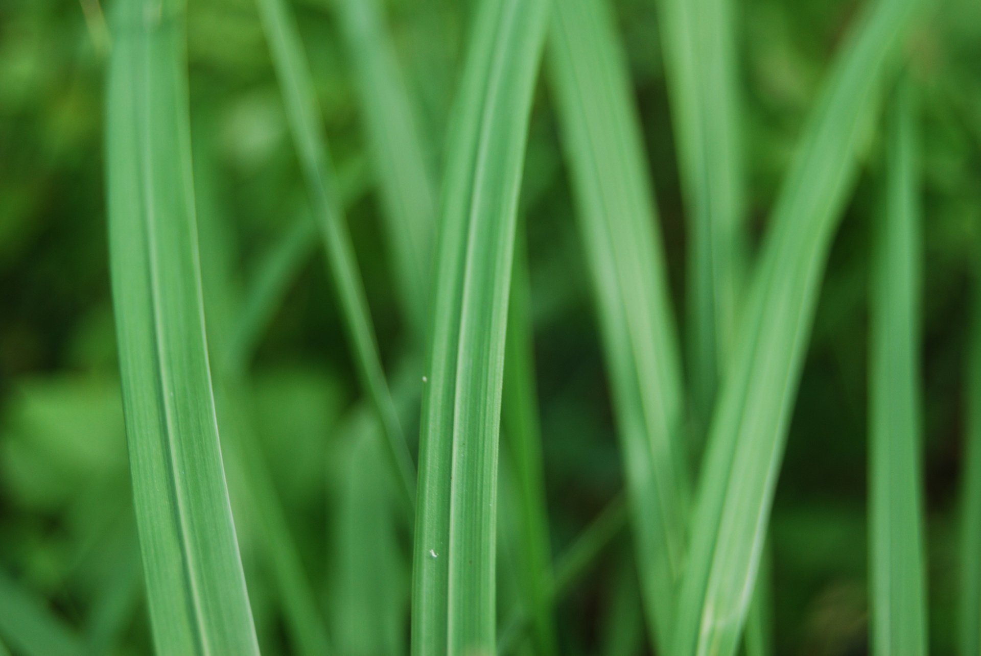 herbe verdure nature gros plan