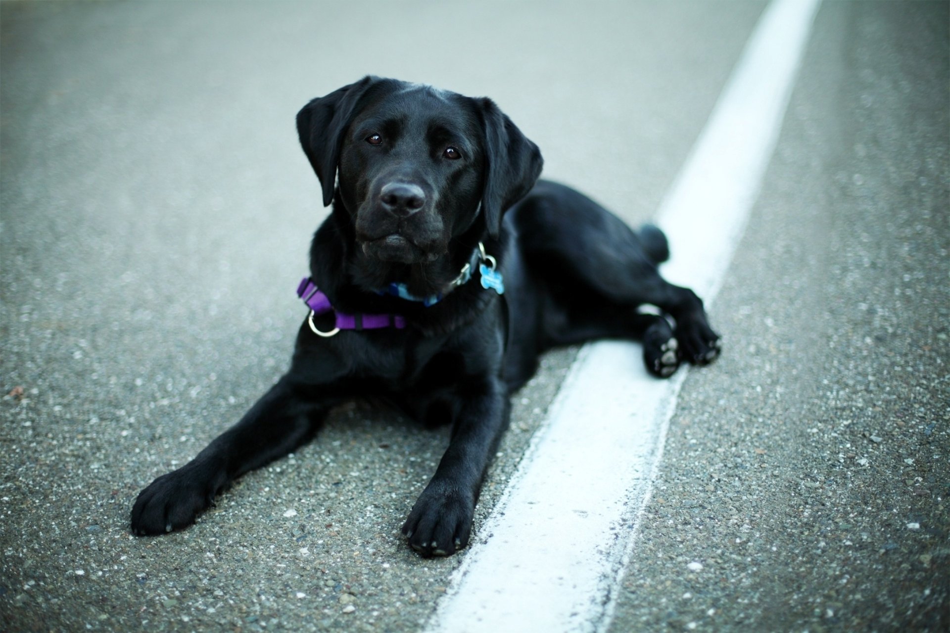 cane occhi nero muso cane labrador retriever